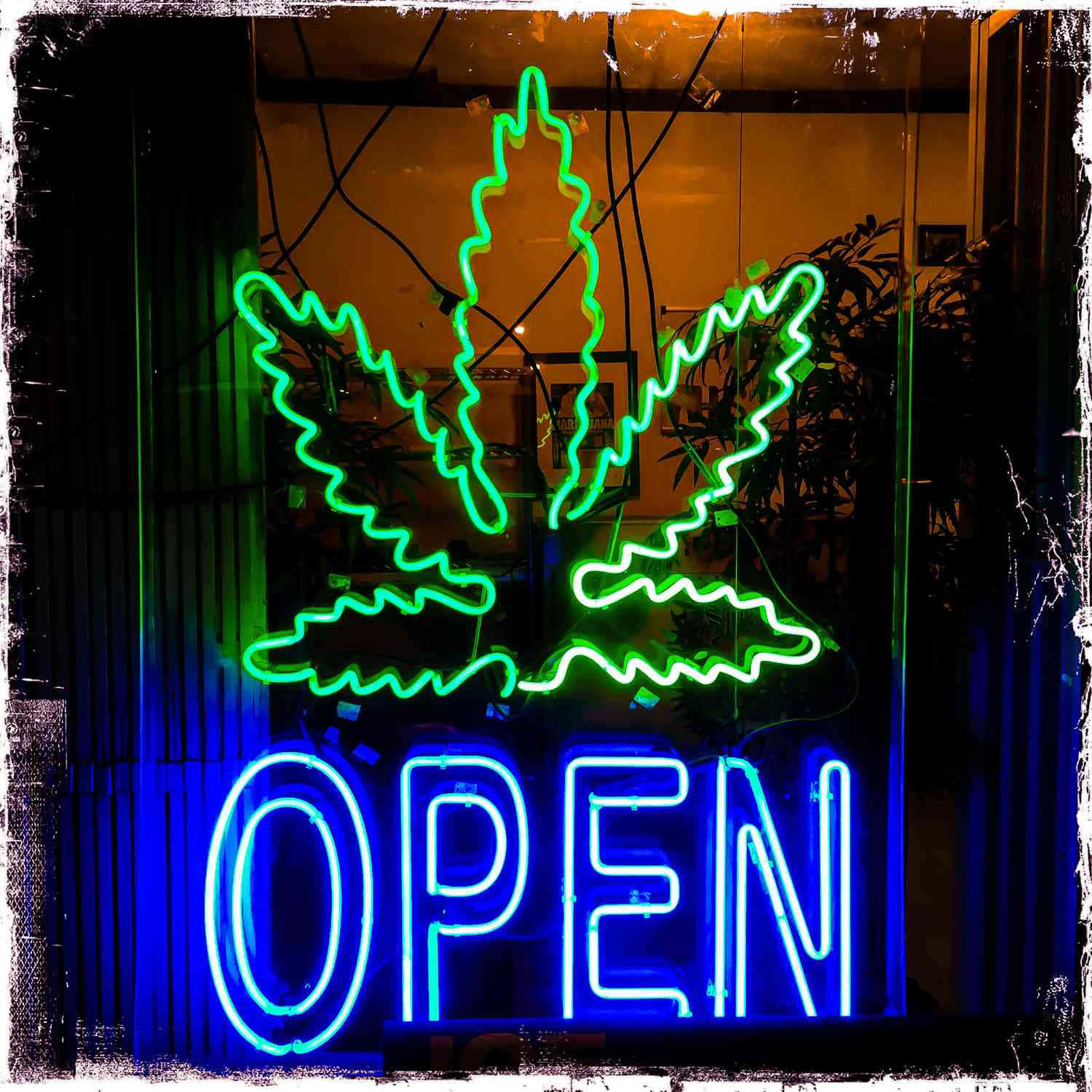 大麻 桌布 壁紙 — 發光的綠色霓虹大麻葉和藍色「OPEN」標誌在夜間照亮商店櫥窗。