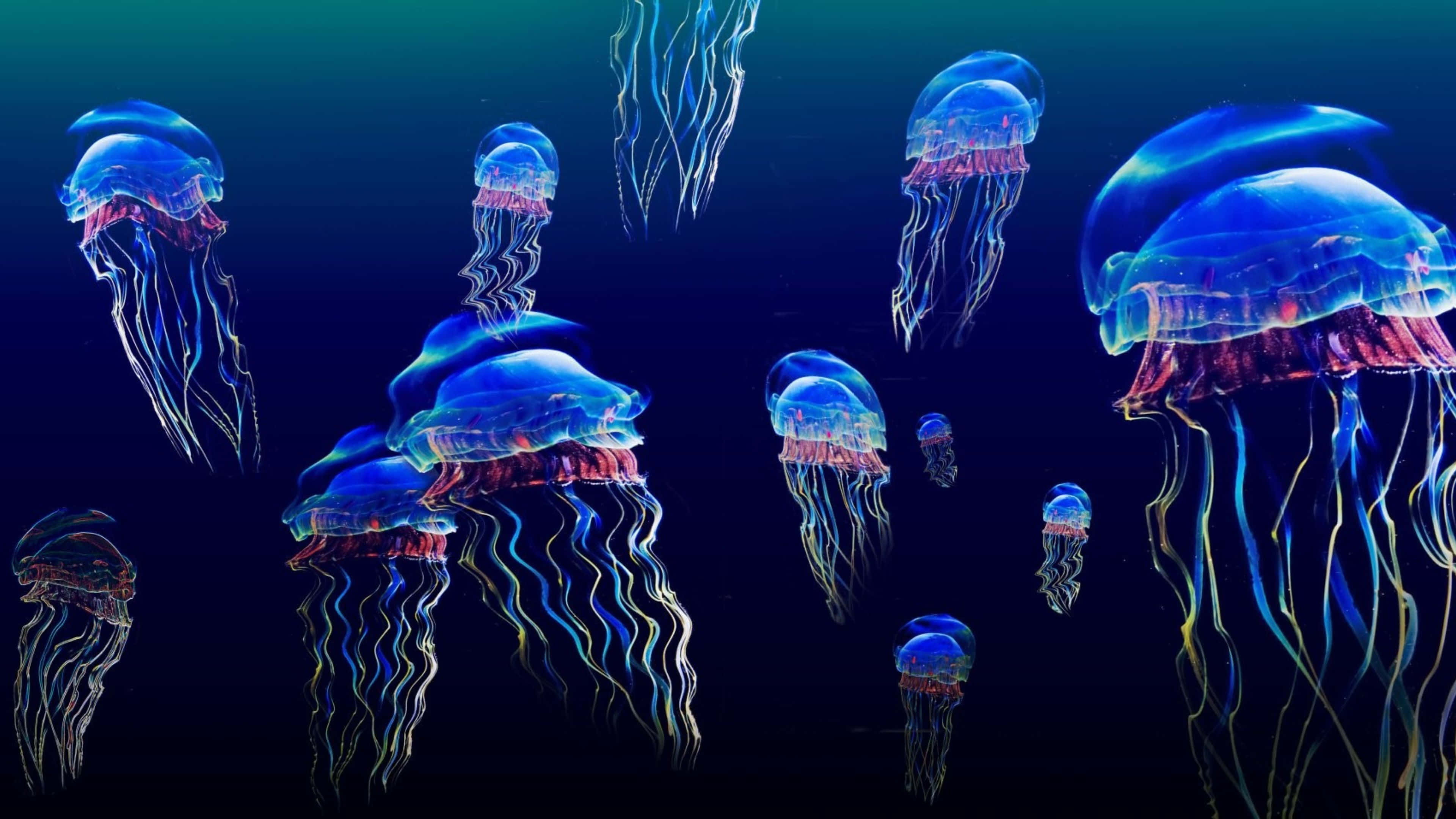 4K Jellyfish 桌布 壁紙 — 發光的藍色和粉紅色水母在深海黑暗中優雅地漂流，上演一場迷人的水下芭蕾。