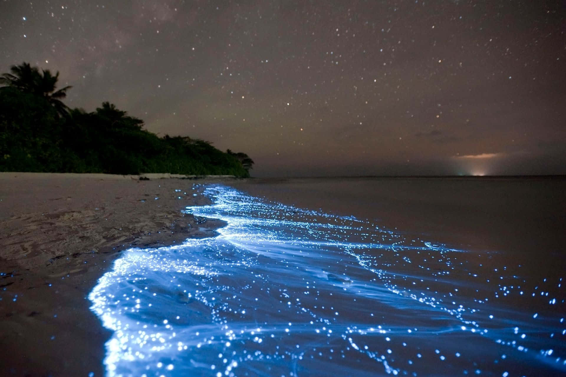 海灘 桌布 壁紙 — 發光的藍色生物螢光波浪拍打著星空夜晚的海灘，棕櫚樹形成剪影。