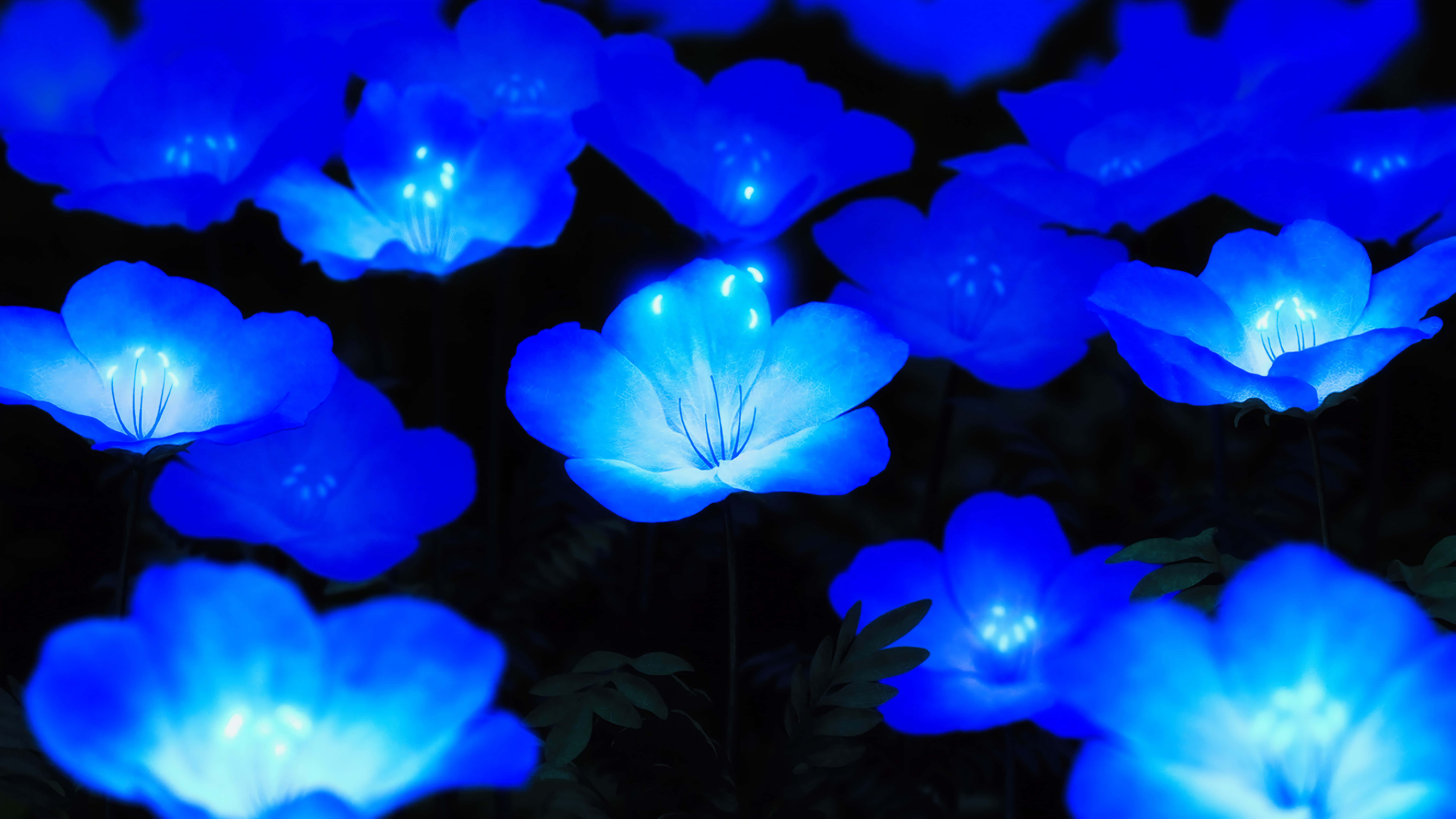 Glowing 桌布 壁紙 — 發光的藍色花朵以內在光芒照亮黑暗，營造出寧靜神奇的氛圍。