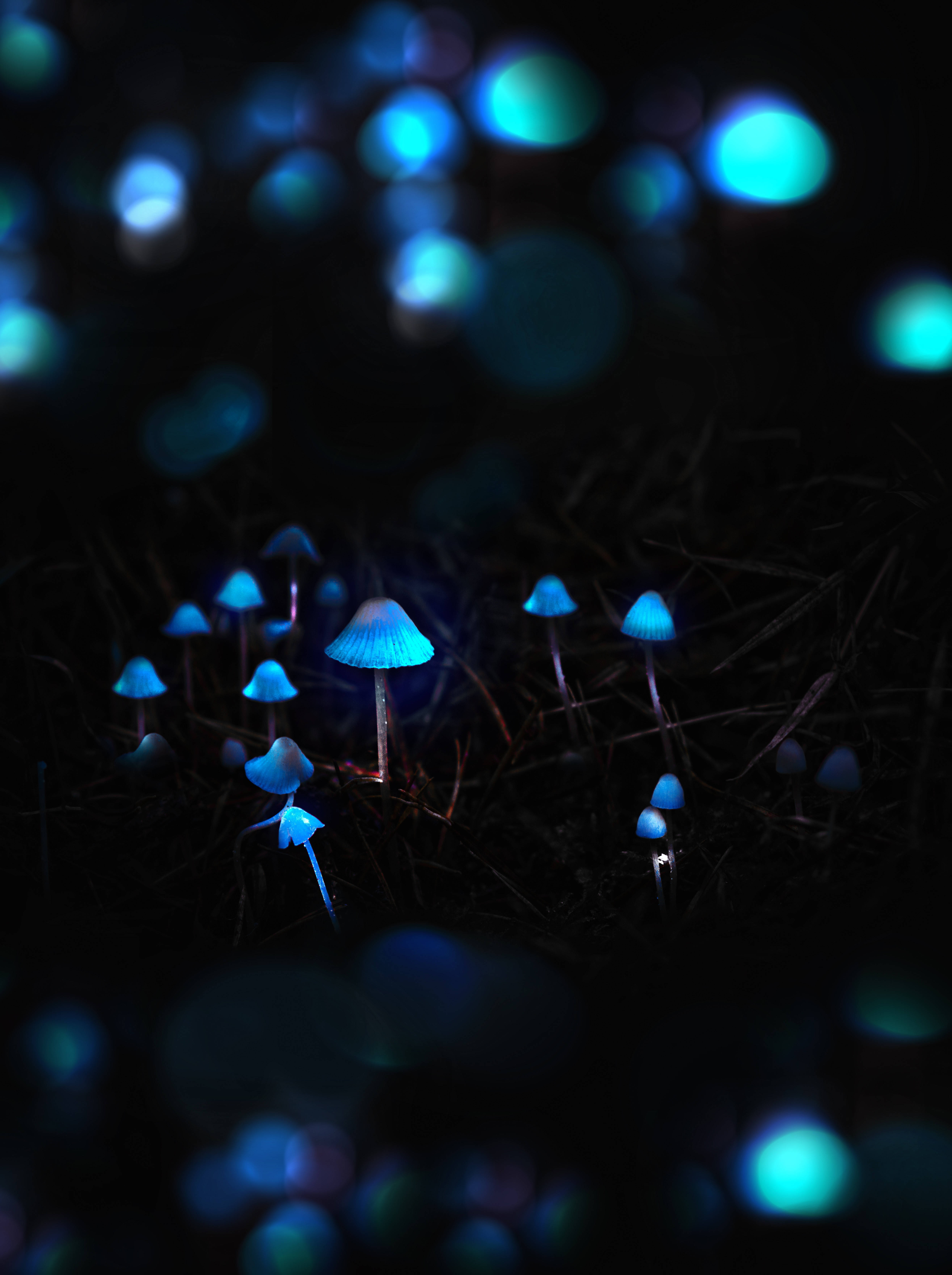 蘑菇 桌布 壁紙 — 發光的藍色蘑菇從黑暗的泥土中冒出，背景是閃爍藍色光芒的散景，營造出神秘的森林之夜。