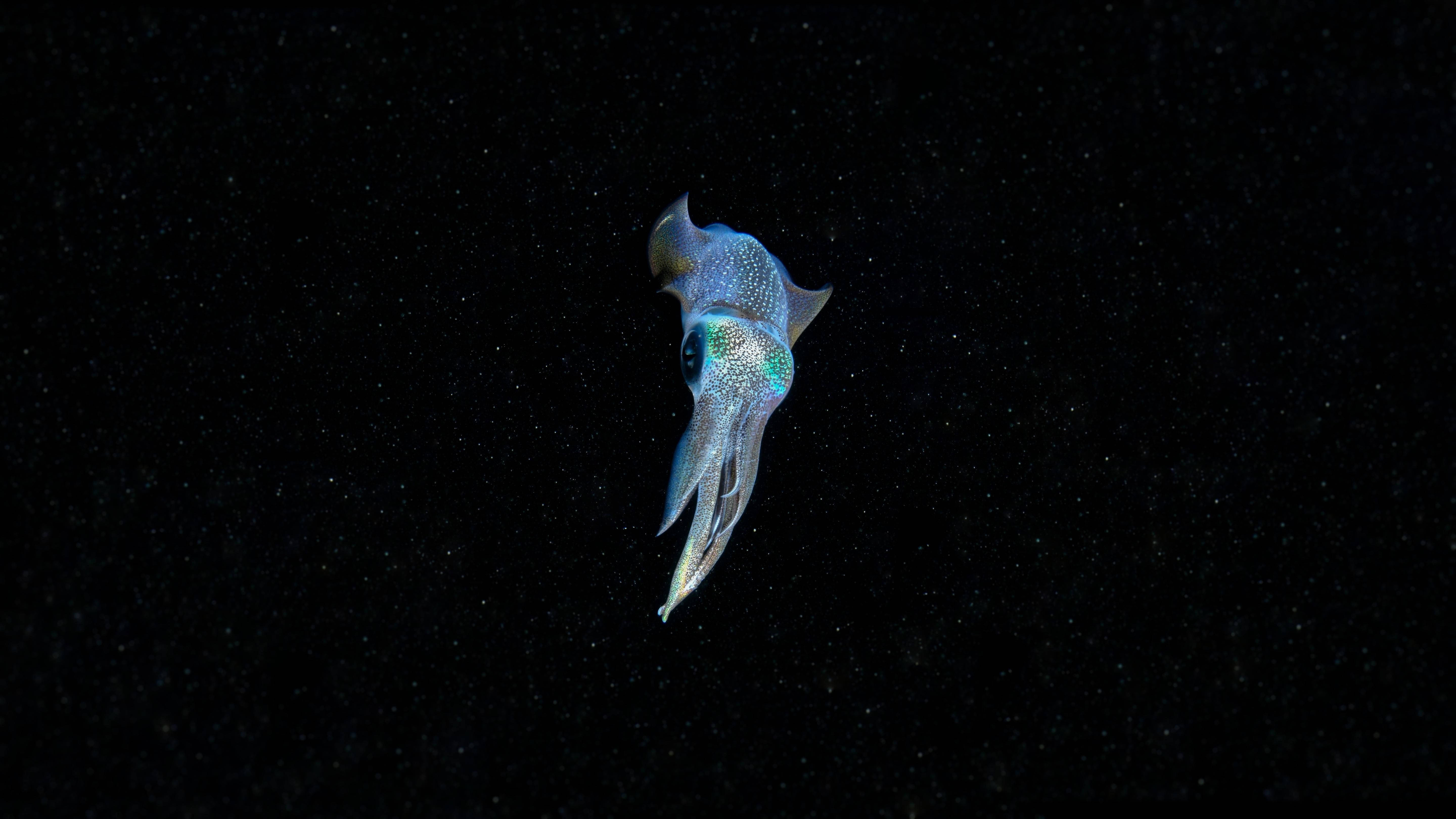 水下動畫 桌布 壁紙 — 發光的藍色魷魚在漆黑的海底背景中閃爍，背景點綴著漂浮的微粒。