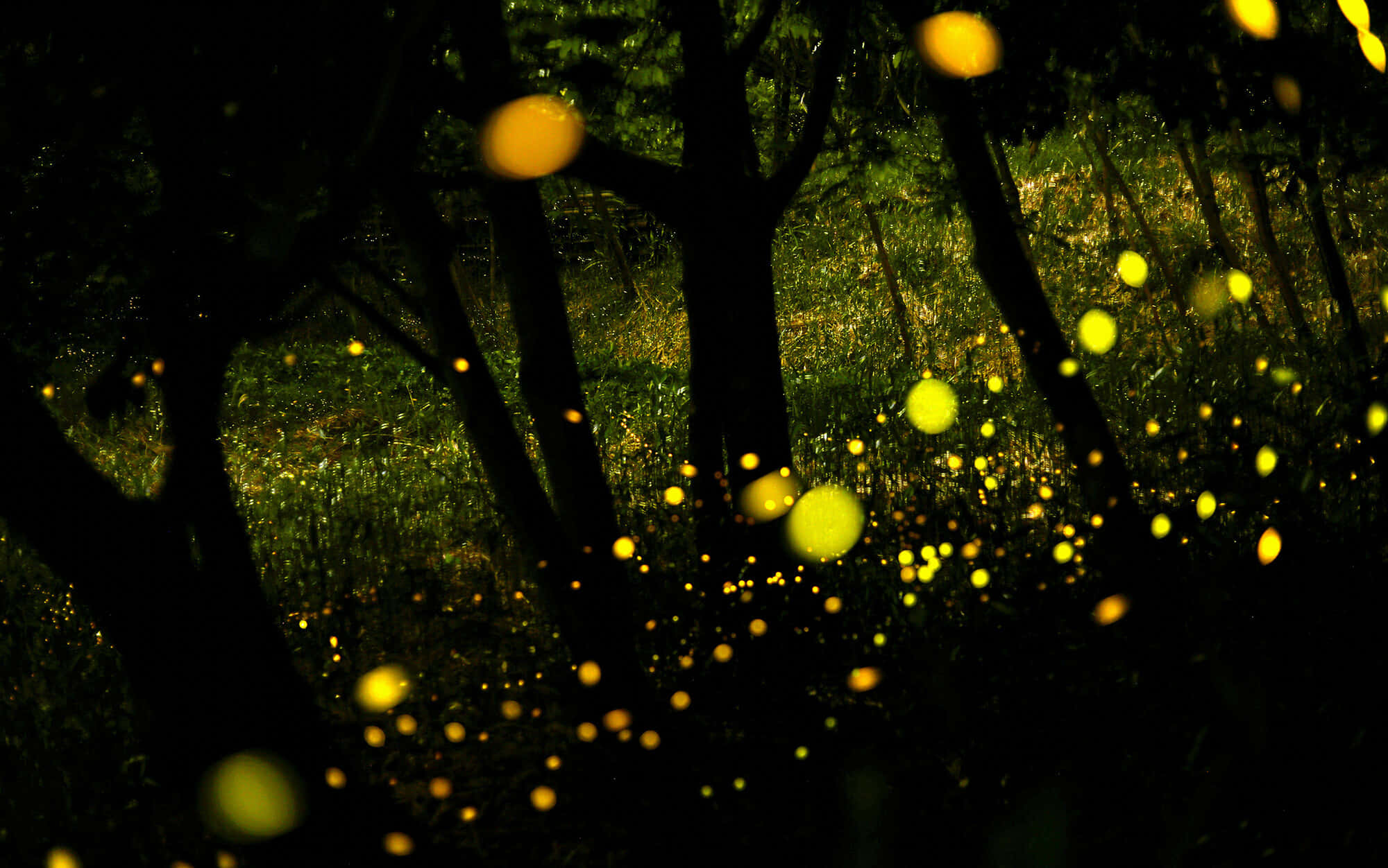 firefly 桌布 壁紙 — 發光的螢火蟲在夜晚照亮黑暗的森林，柔和的金色光球映襯著樹木的剪影。