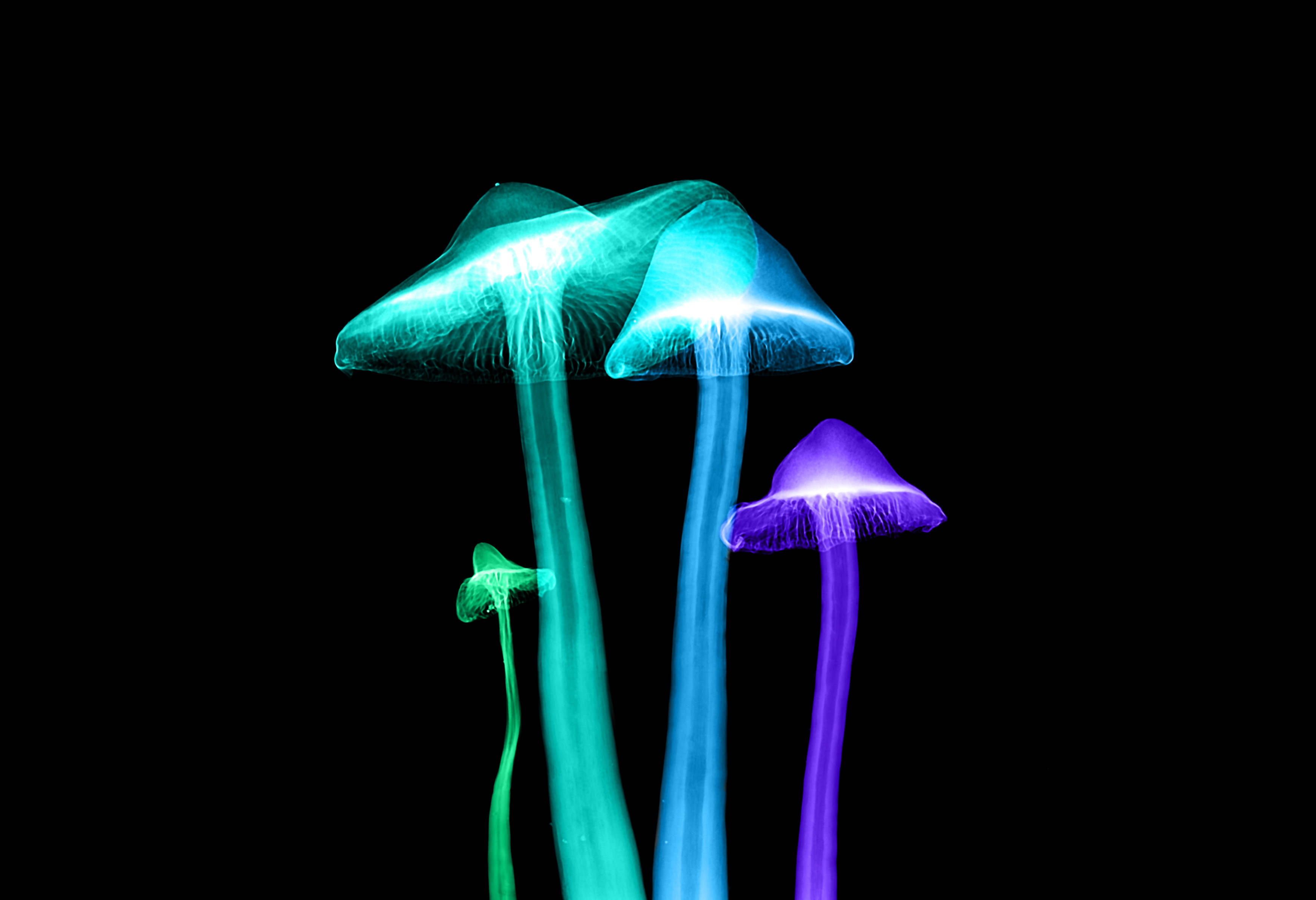 蘑菇 桌布 壁紙 — 發光的霓虹蘑菇在青色、紫色和綠色中散發光芒，映襯著漆黑的背景。