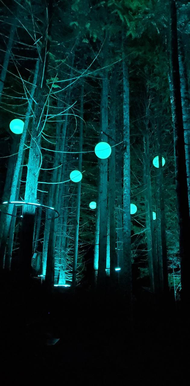 Mystical Forest 桌布 壁紙 — 發光的青綠色球體在無月的夜晚神秘地漂浮在高大的黑暗樹木之間。