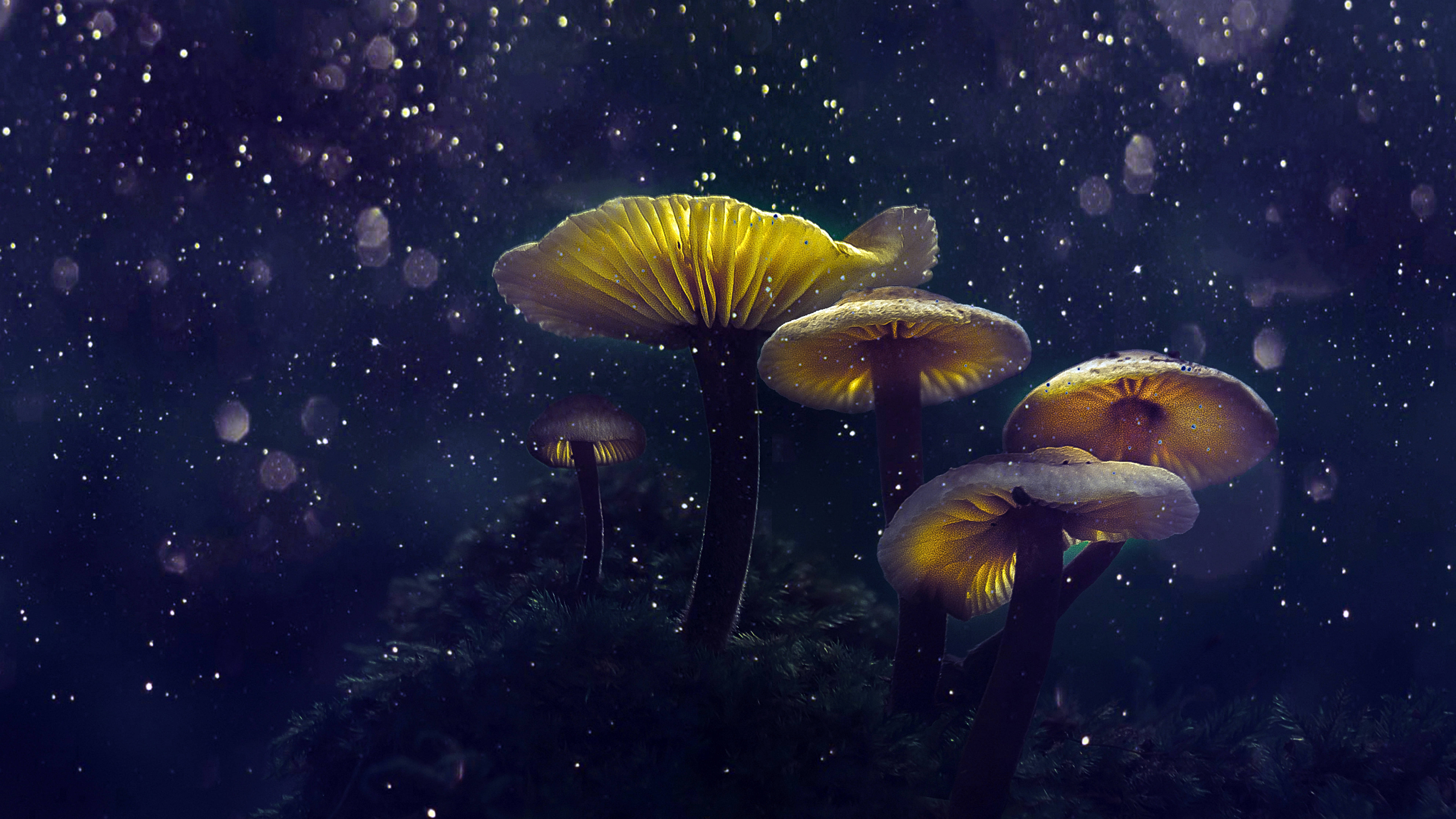 Mushroom Aesthetic 桌布 壁紙 — 發光的黃色蘑菇帶有發光的菌蓋，從黑暗的苔蘚中冒出，背景是繁星點點的夜空和漂浮的粒子。