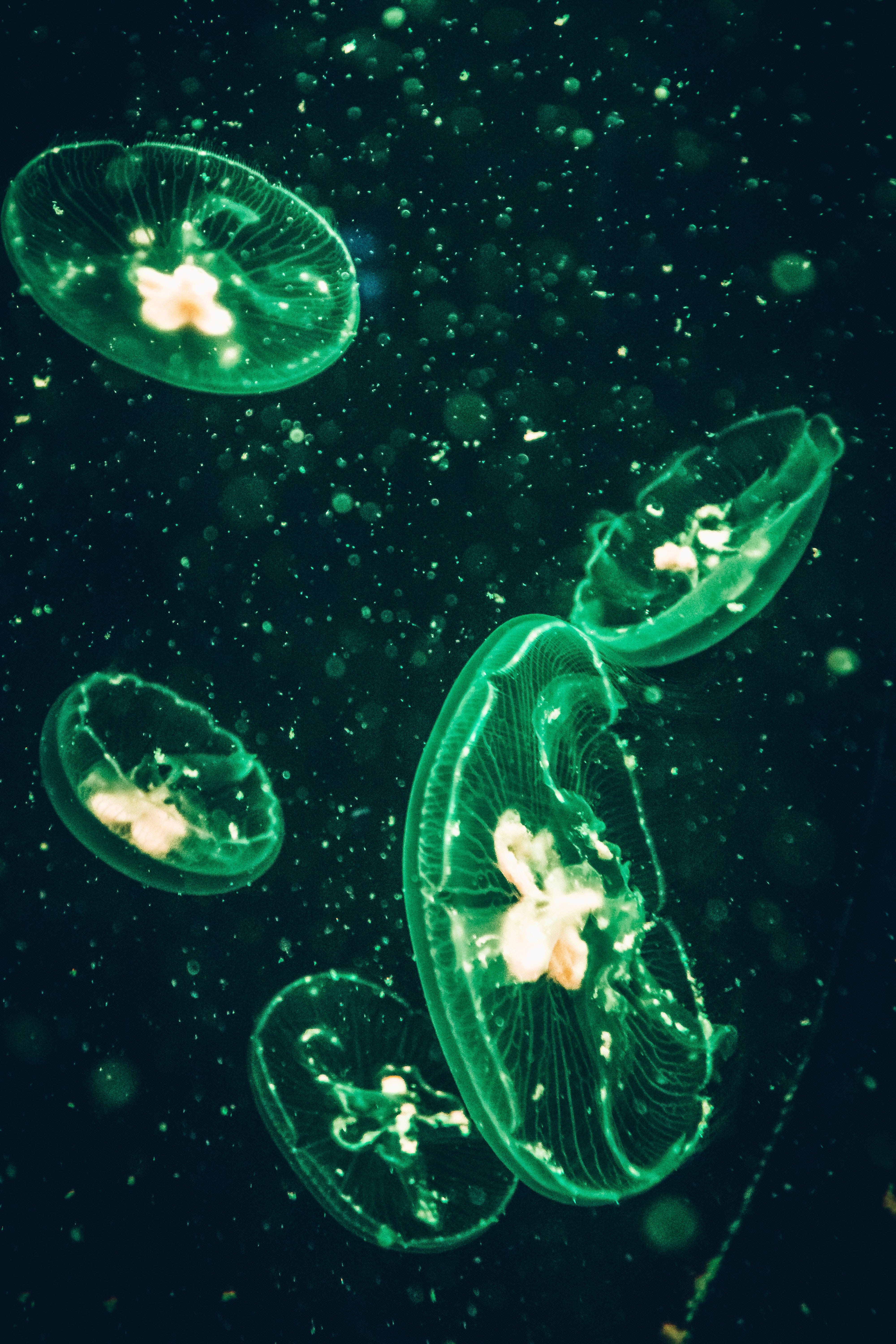 水母 桌布 壁紙 — 發光綠色水母優雅地飄過點綴著漂浮顆粒的黑暗水域。