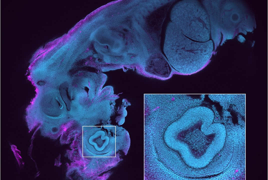 Mouse 桌布 壁紙 — 發光藍色和紫色螢光顯微鏡下的生物組織樣本視圖，帶有詳細的放大插圖。