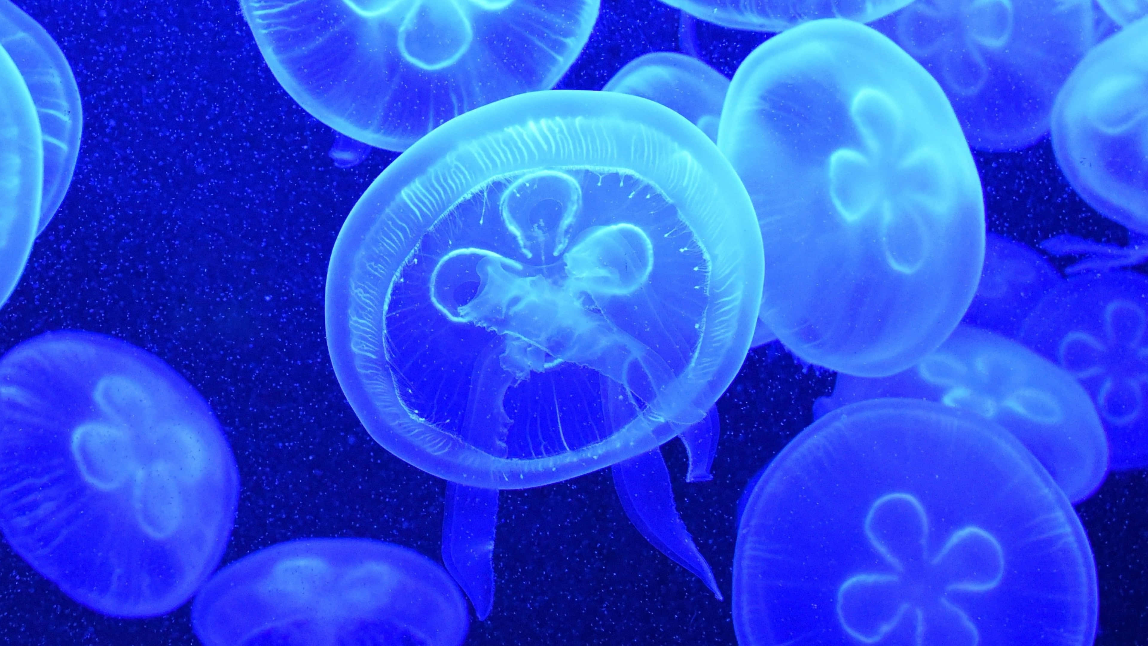 4K Jellyfish 桌布 壁紙 — 發光藍色水母在深海中寧靜漂浮，帶有複雜的半透明圖案。