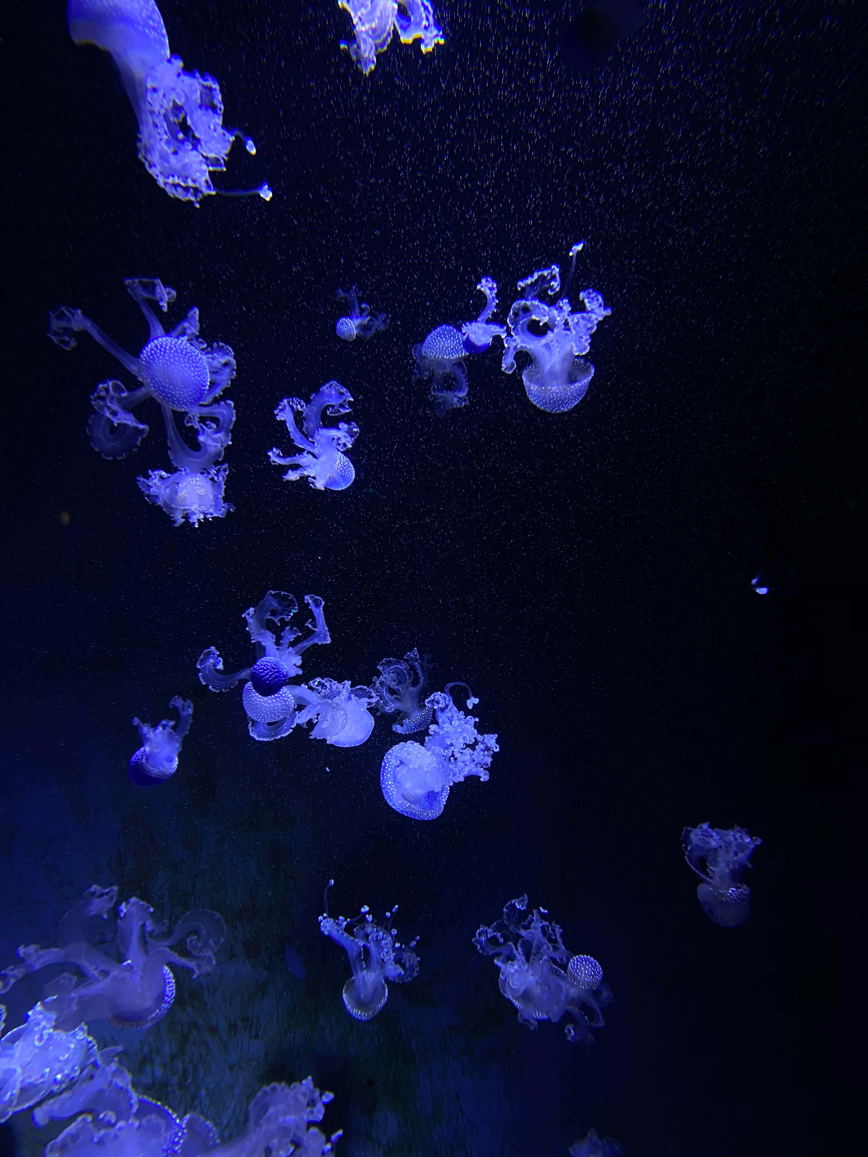 Aquarium iPhone 桌布 壁紙 — 發光藍色水母在黑暗的水中優雅地漂流，上演一場迷人的水下芭蕾。