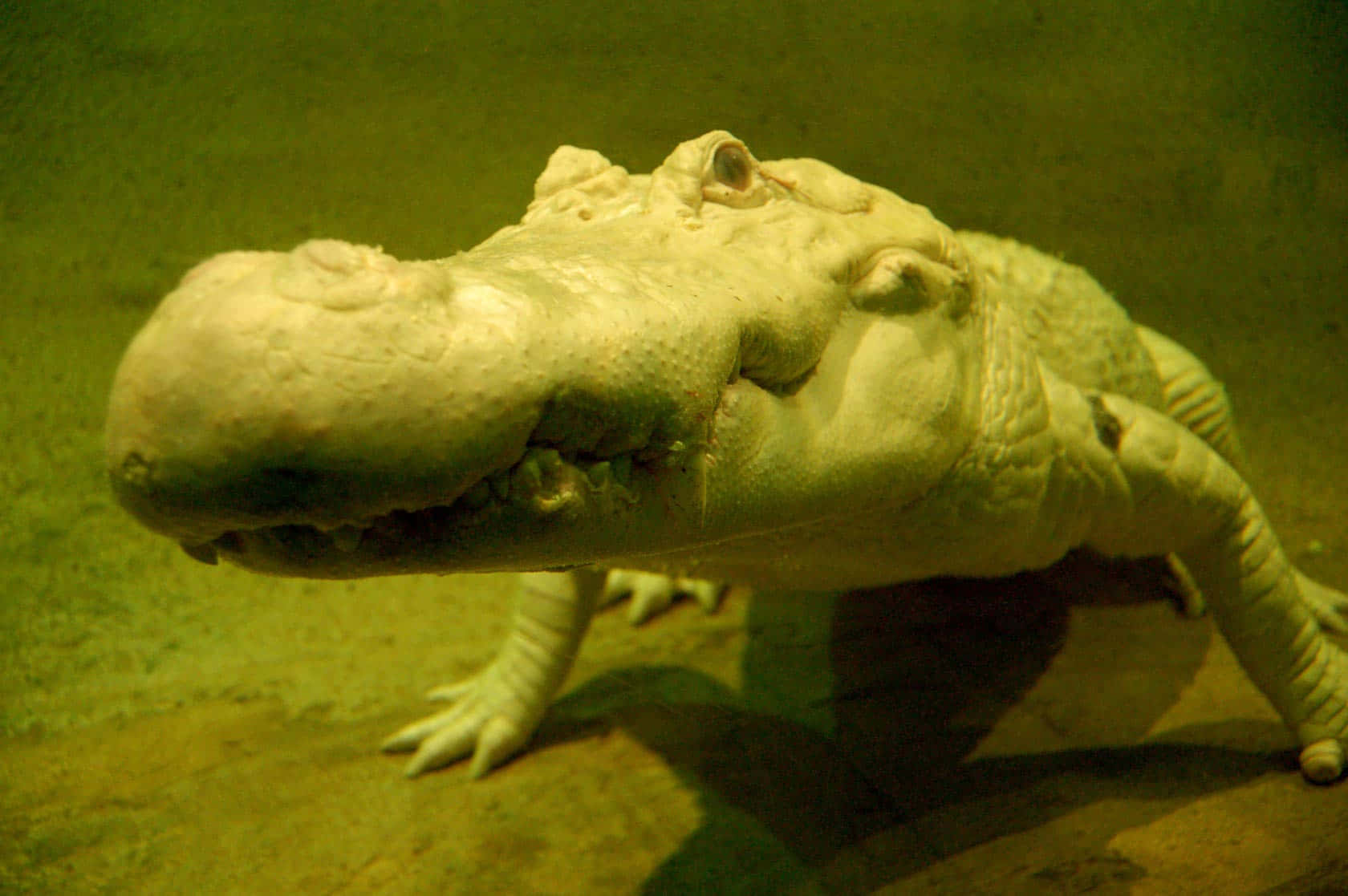 Alligator 桌布 壁紙 — 白化短吻鱷的特寫，皮膚蒼白，牙齒可見，在渾濁的綠色水下休息。