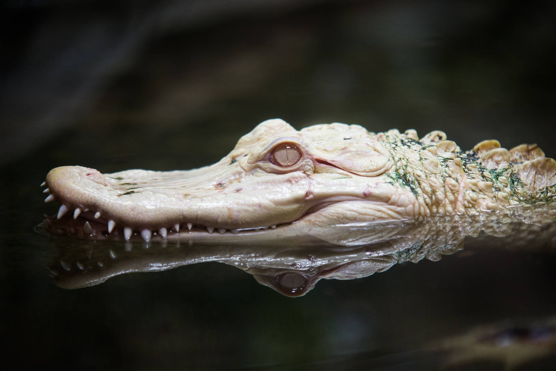 Alligator 桌布 壁紙 — 白化短吻鱷頭部從暗水中浮出的特寫，倒影清晰可見。