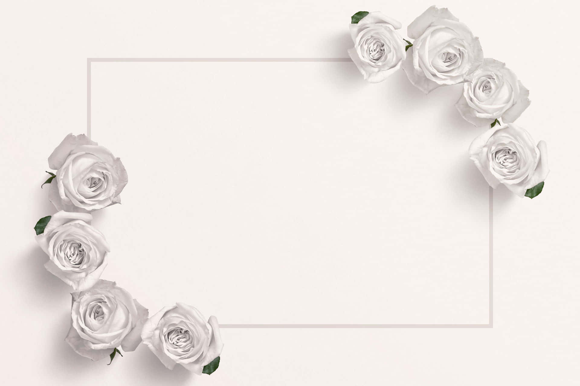 White Rose 桌布 壁紙 — 白玫瑰優雅地框住一個空白矩形，背景為柔和米色，帶有微妙陰影。