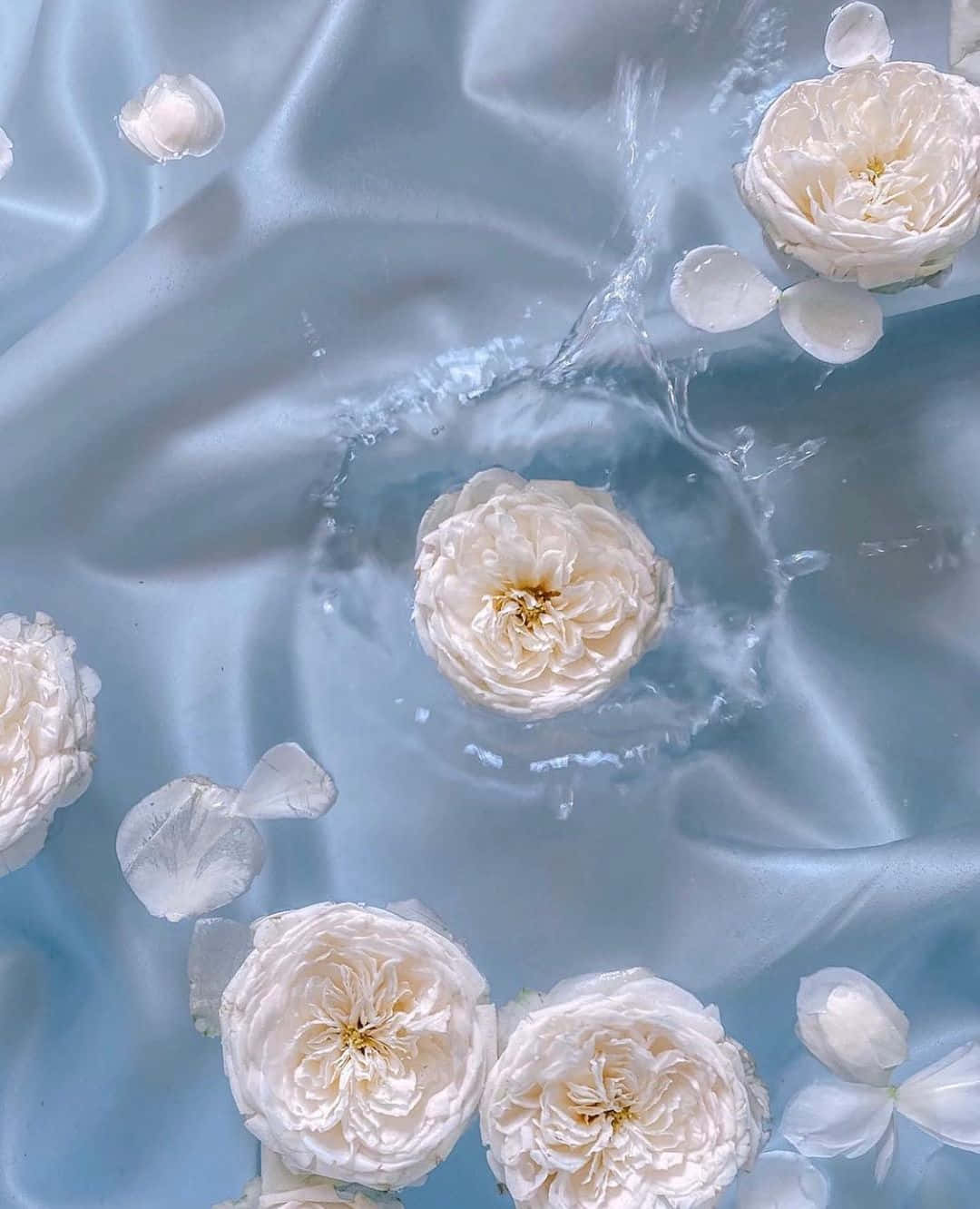Hydration 桌布 壁紙 — 白玫瑰優雅地漂浮在絲滑的藍色表面上，伴隨著柔和的水波和散落的花瓣。