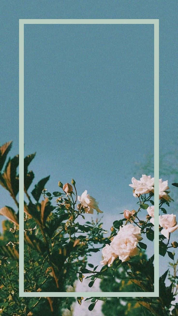 White Roses iPhone 桌布 壁紙 — 白玫瑰在柔和復古照片中，以淺綠色邊框框住，在青綠色天空襯托下盛開。