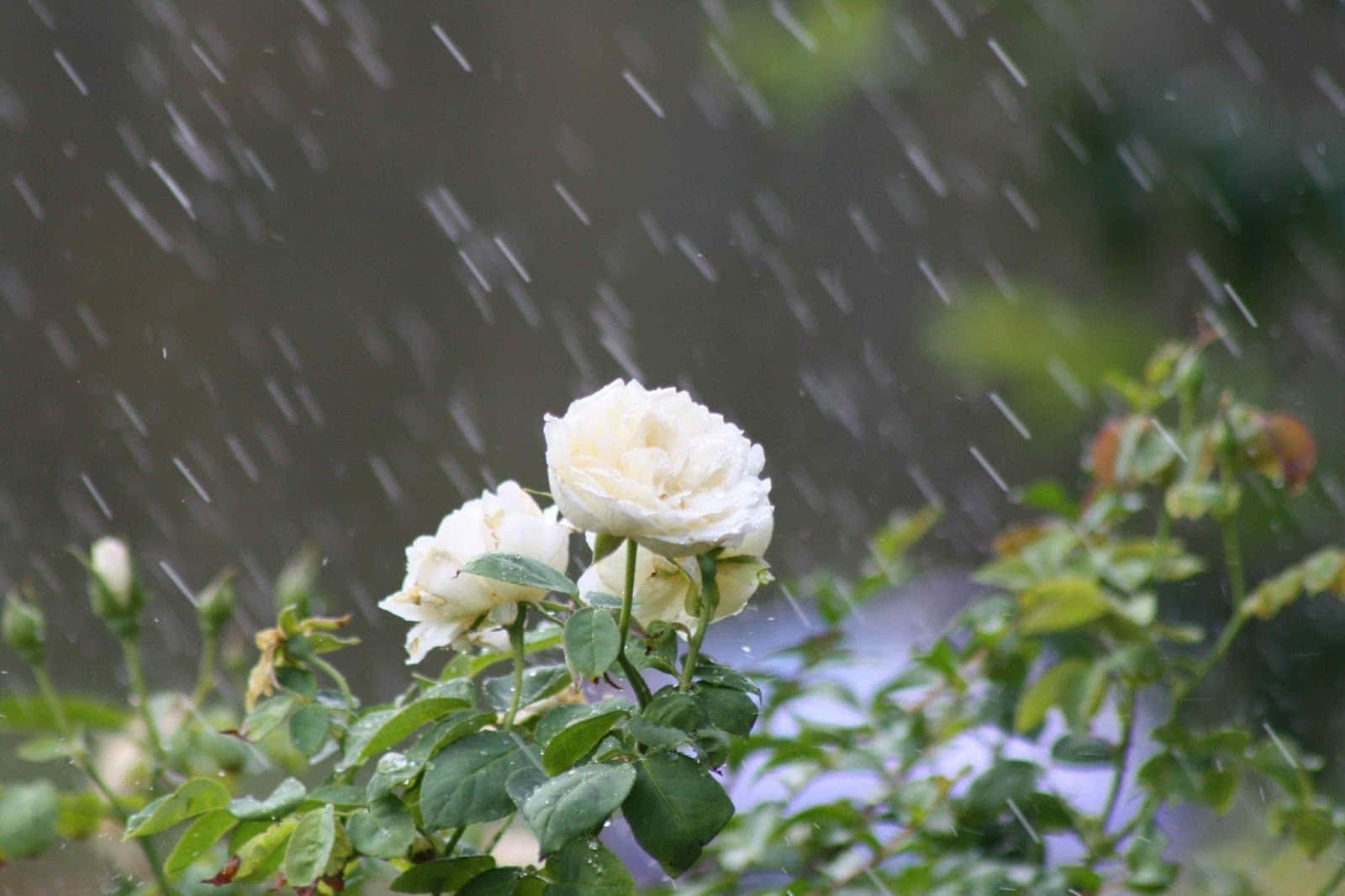 Rose In Rain 桌布 壁紙 — 白玫瑰在柔和的模糊花園場景中，隨著雨絲流下而堅韌地綻放。