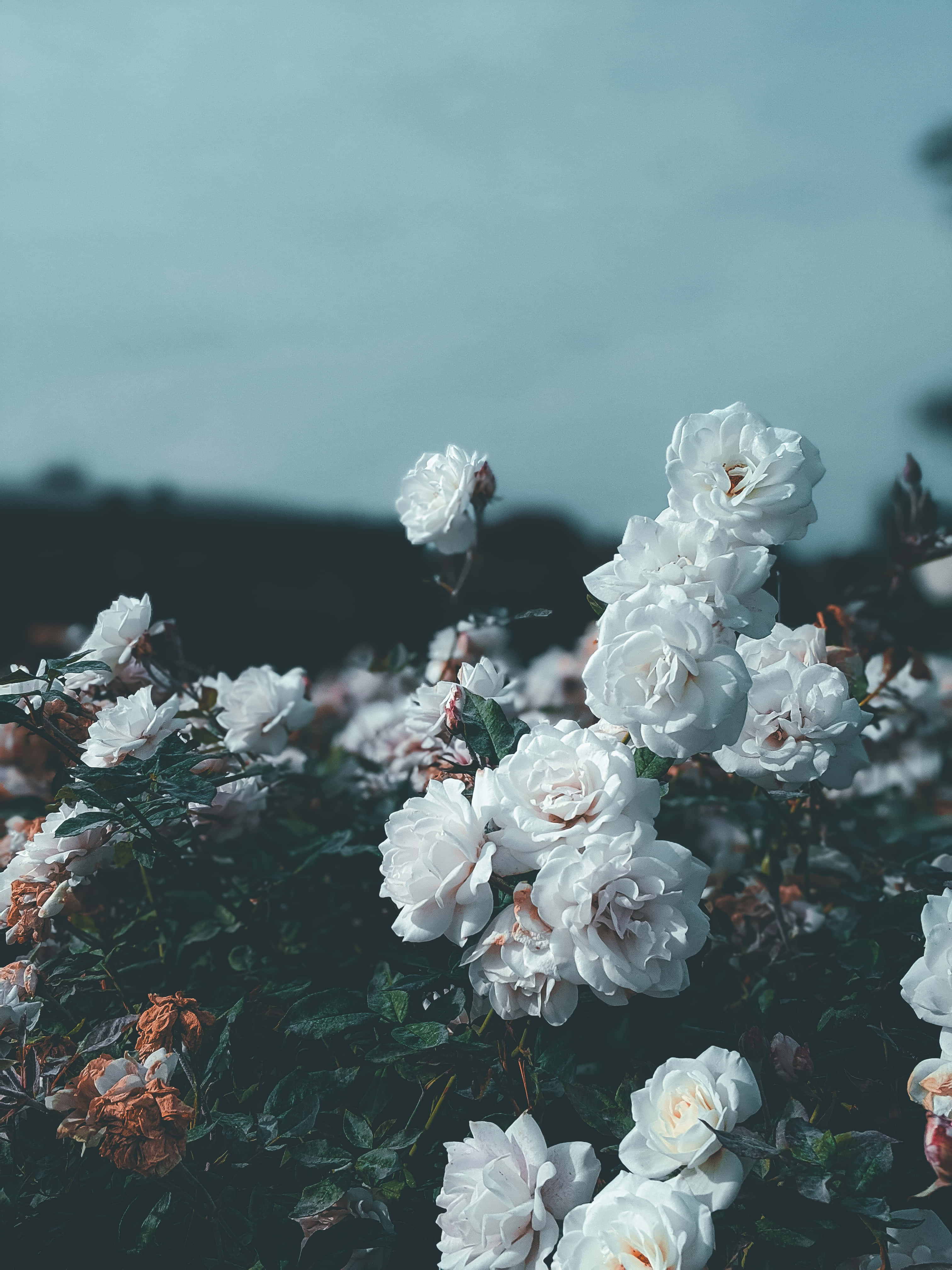 Aesthetic Rose 桌布 壁紙 — 白玫瑰在柔和的藍天下輕輕綻放，前景有深綠色的葉子。