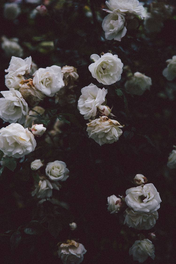 White Flowers 桌布 壁紙 — 白玫瑰在陰暗且富有情調的背景前，於茂盛的花園場景中柔和綻放。