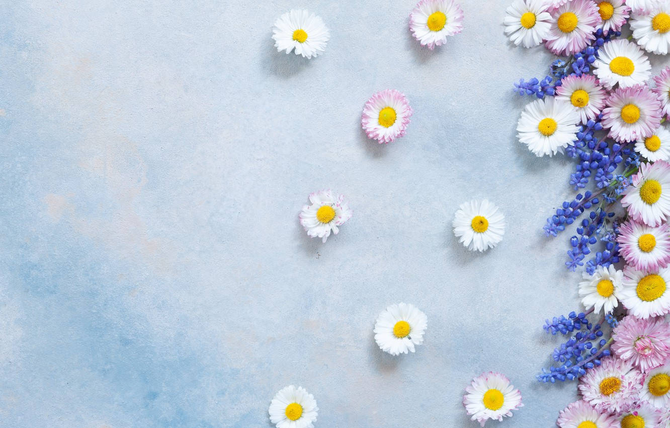 Daisy 桌布 壁紙 — 白色、粉紅色和藍色的花朵散落在柔軟紋理的藍色背景上，形成俯視的平鋪構圖。