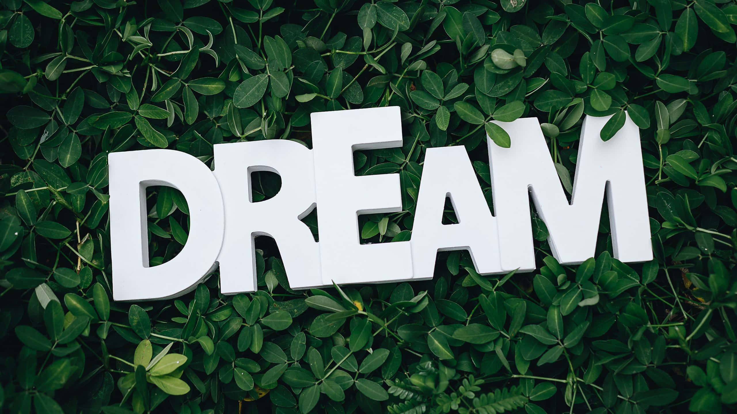 夢幻 桌布 壁紙 — 白色3D字母拼出DREAM，置於茂密綠葉背景上。