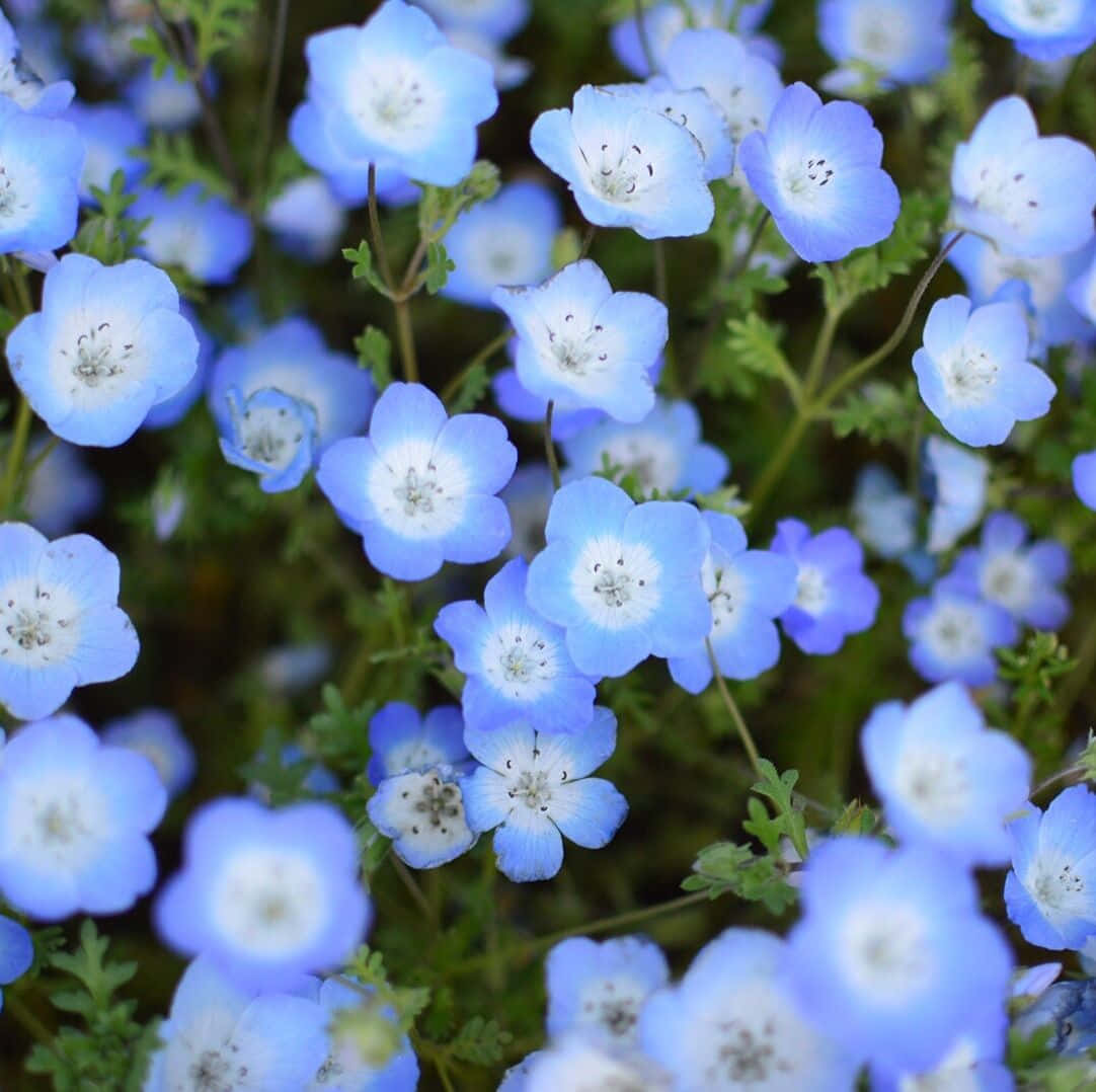 高清 桌布 壁紙 — 白色中心的精緻藍色 nemophila 花在綠色葉片中盛開的特寫。