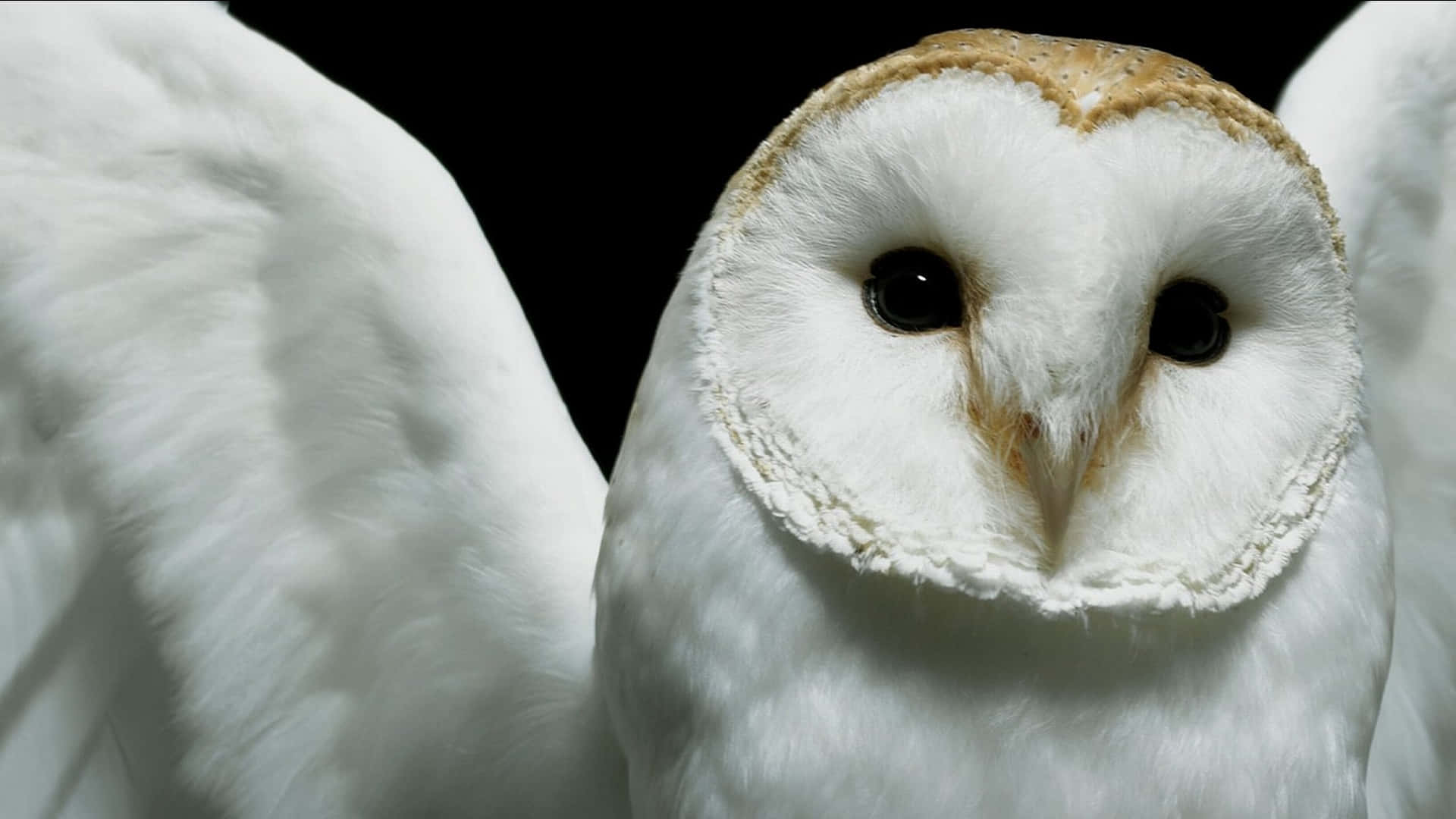 barn owl 桌布 壁紙 — 白色倉鴞特寫，心形臉龐，翅膀展開，黑色背景。