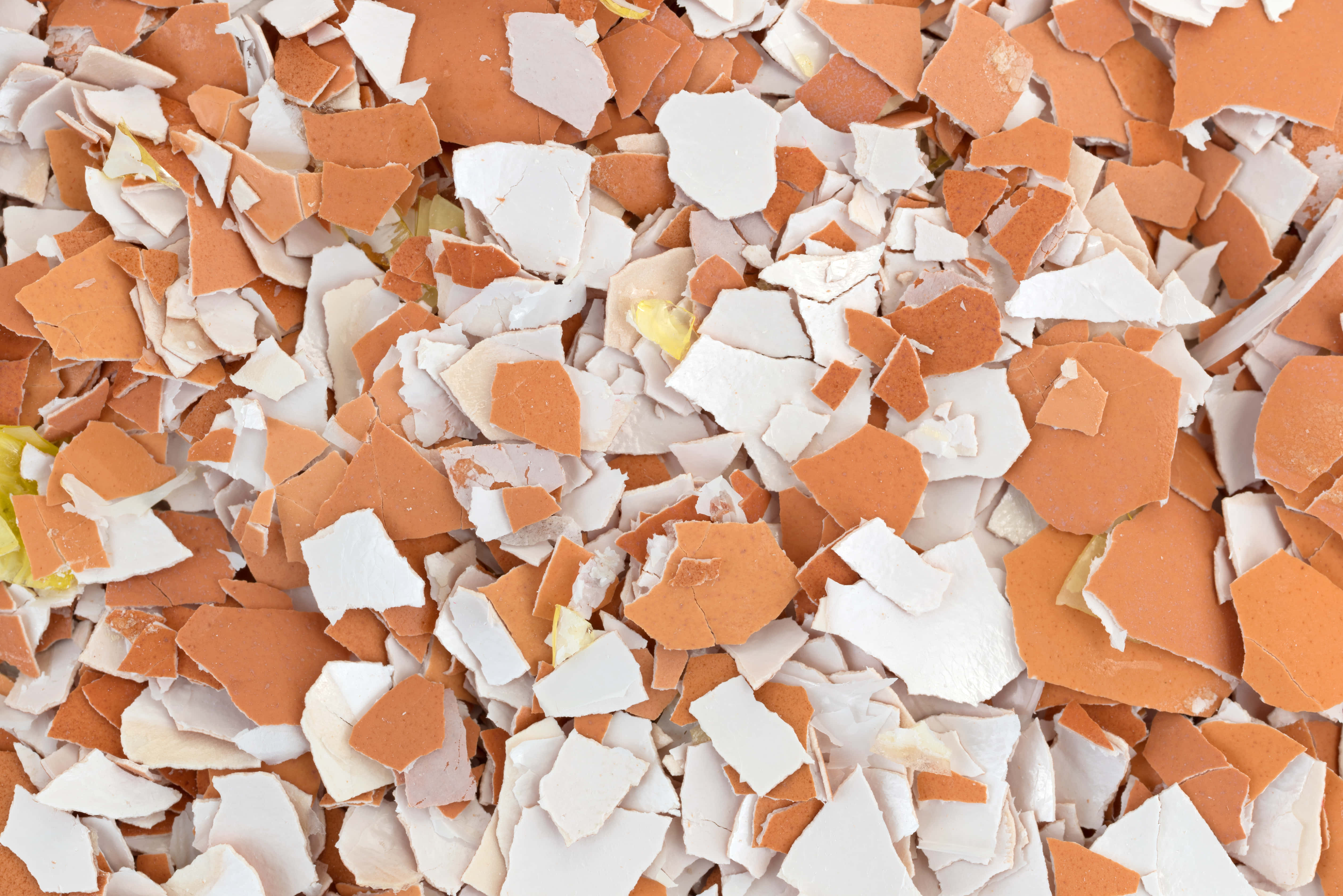 Eggshell 桌布 壁紙 — 白色和橙色色調的破碎蛋殼碎片密集地散落在畫面中的特寫。