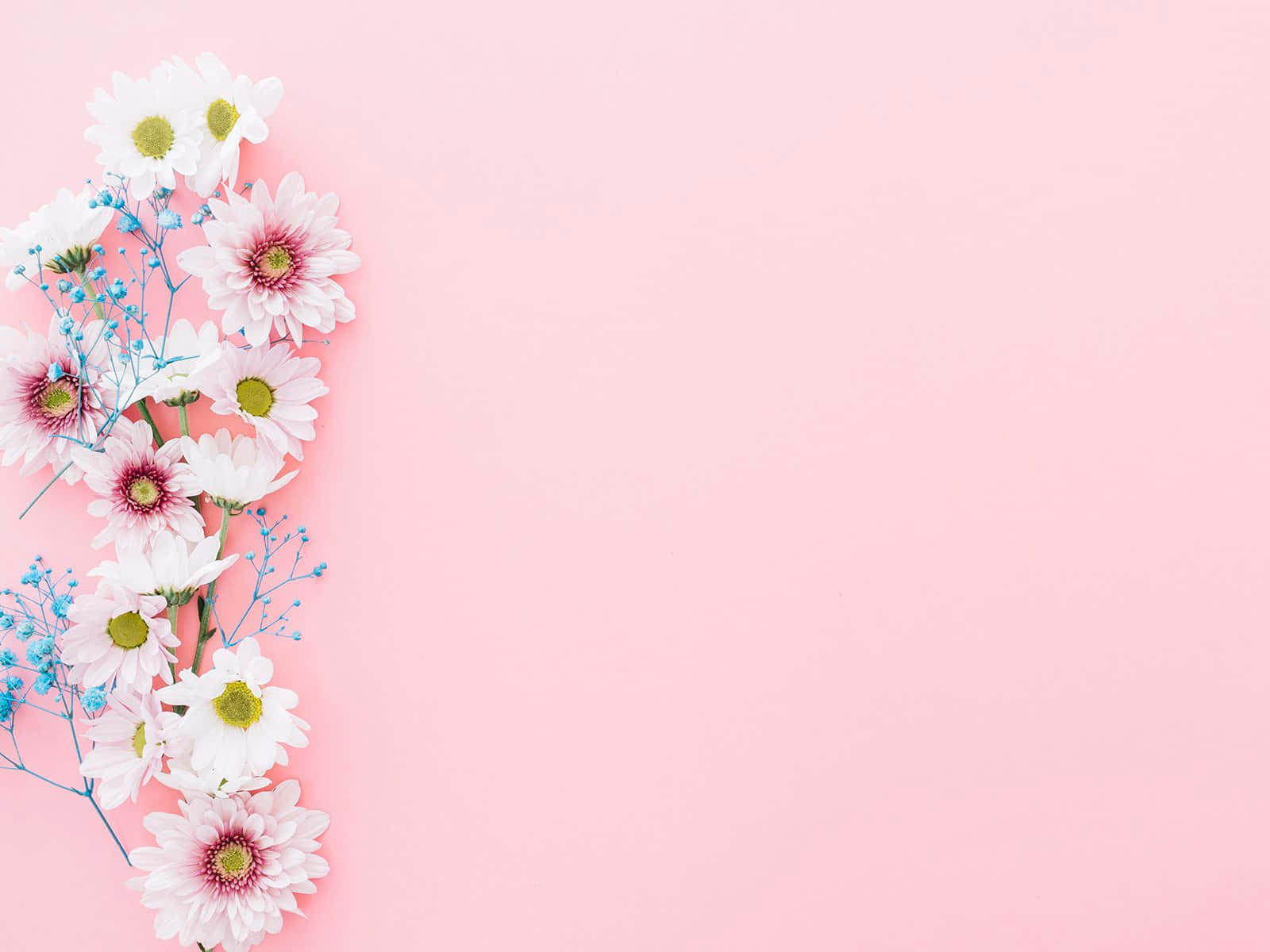Flowers Aesthetic 桌布 壁紙 — 白色和粉紅色雛菊與藍色滿天星的精緻佈置裝飾在柔軟粉紅色背景的左側。