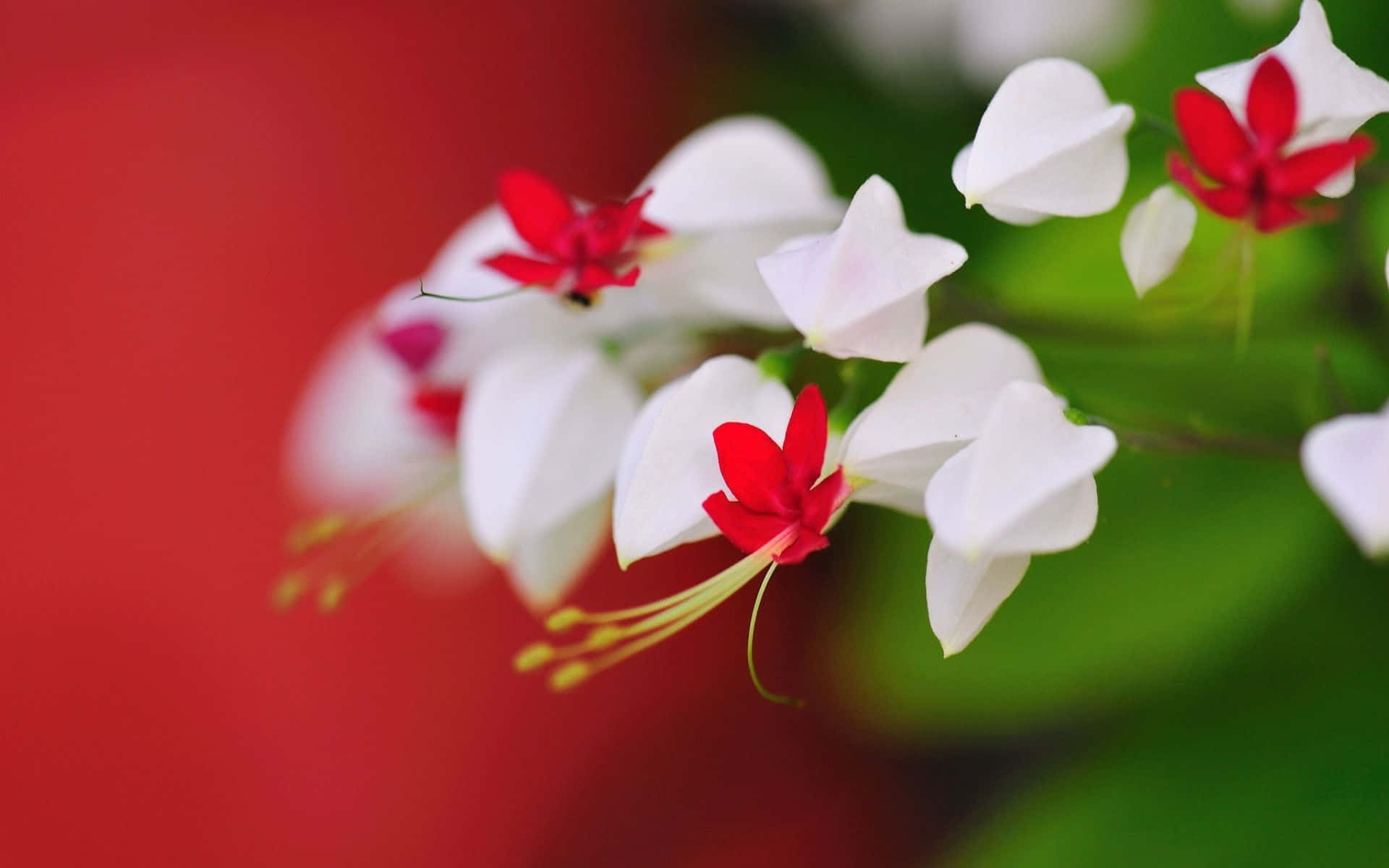 Flowers 桌布 壁紙 — 白色和紅色的花朵，帶有精緻的花瓣和黃色雄蕊，在充滿活力的紅色和綠色模糊背景下盛開。