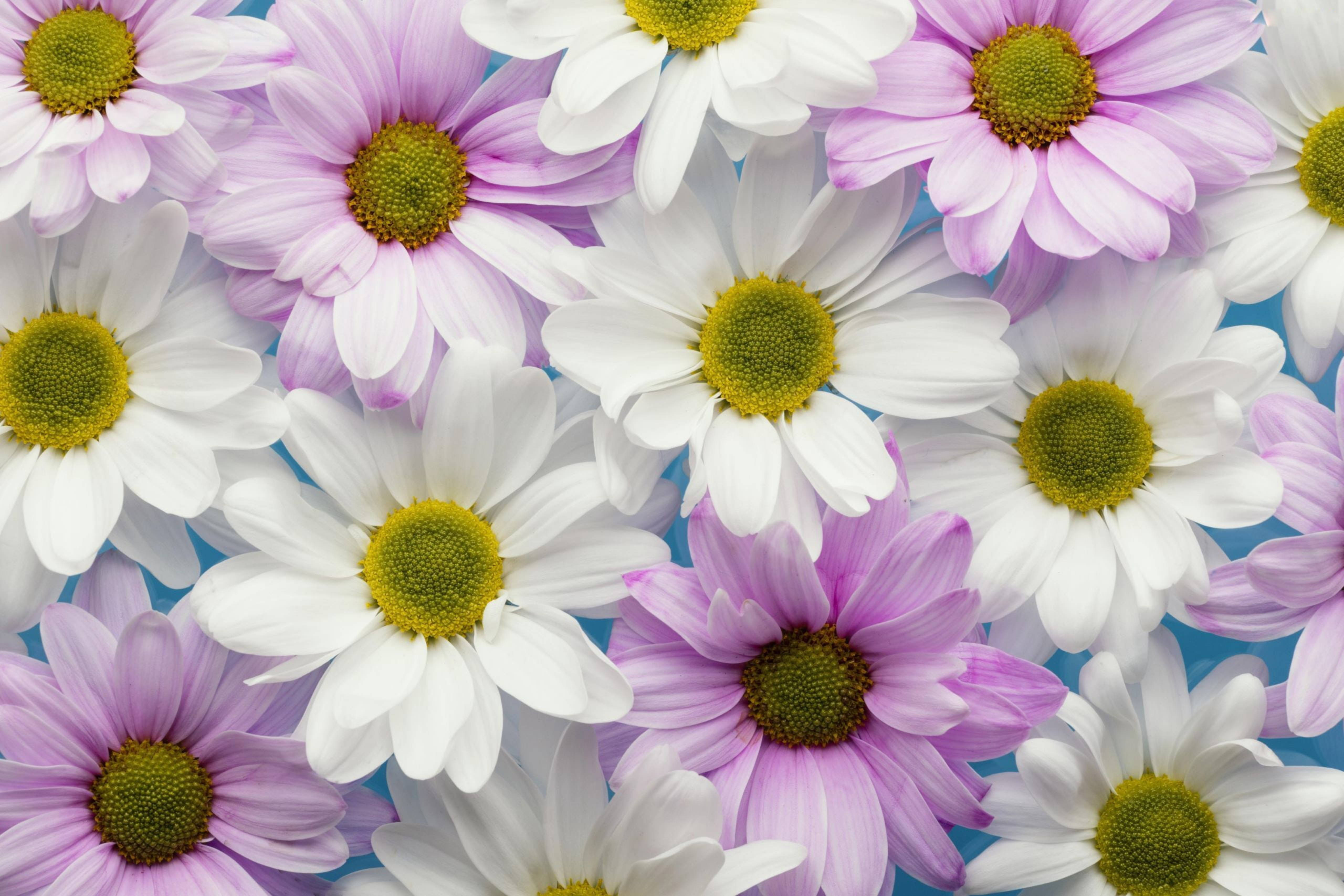 Chrysanthemum 桌布 壁紙 — 白色和薰衣草色雛菊的鮮豔特寫，帶有黃色花心，襯以柔和藍色背景。