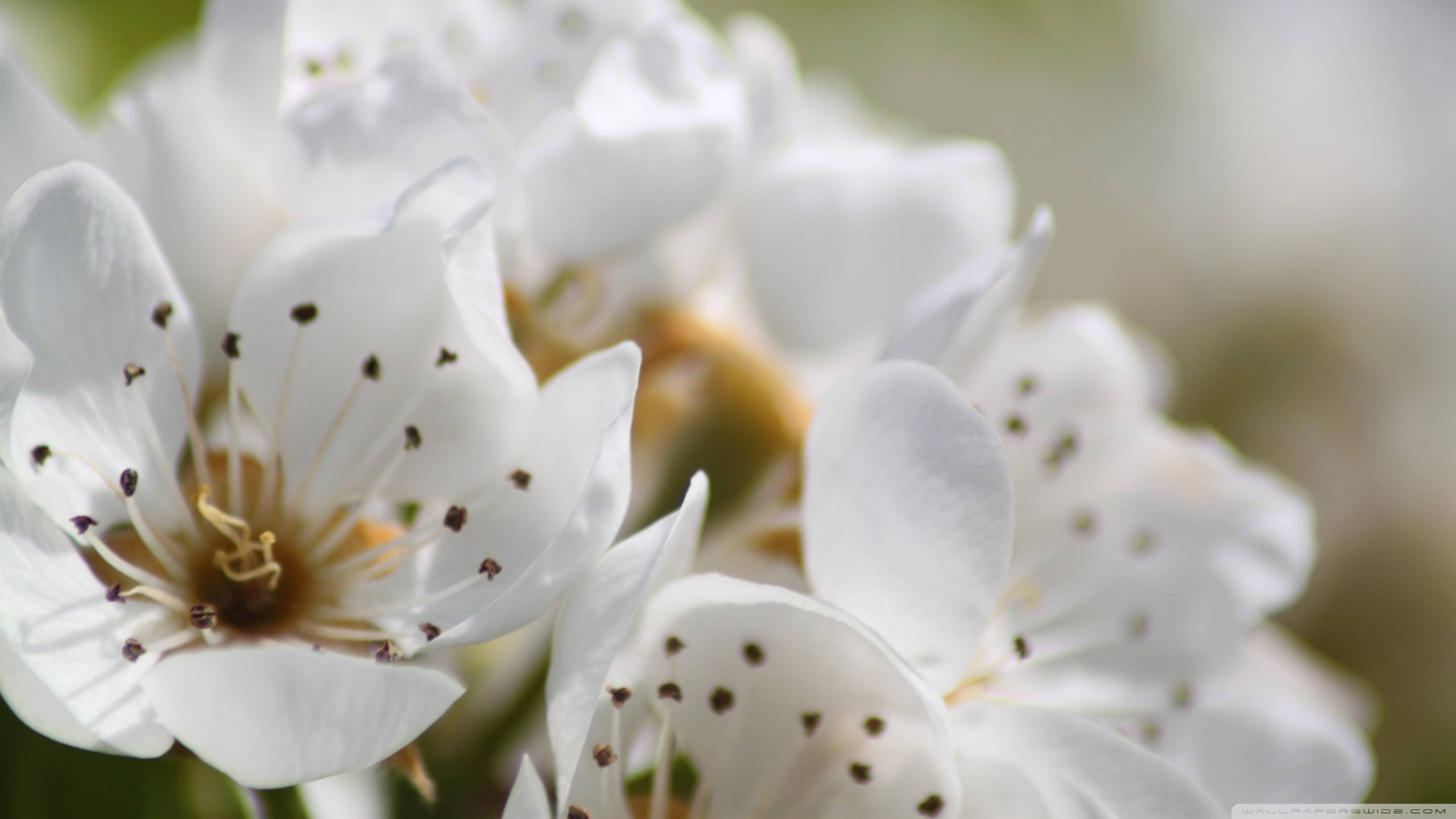 Spring Flowers 桌布 壁紙 — 白色嬌嫩花朵的特寫，帶有深色雄蕊，在明亮背景下柔和模糊。