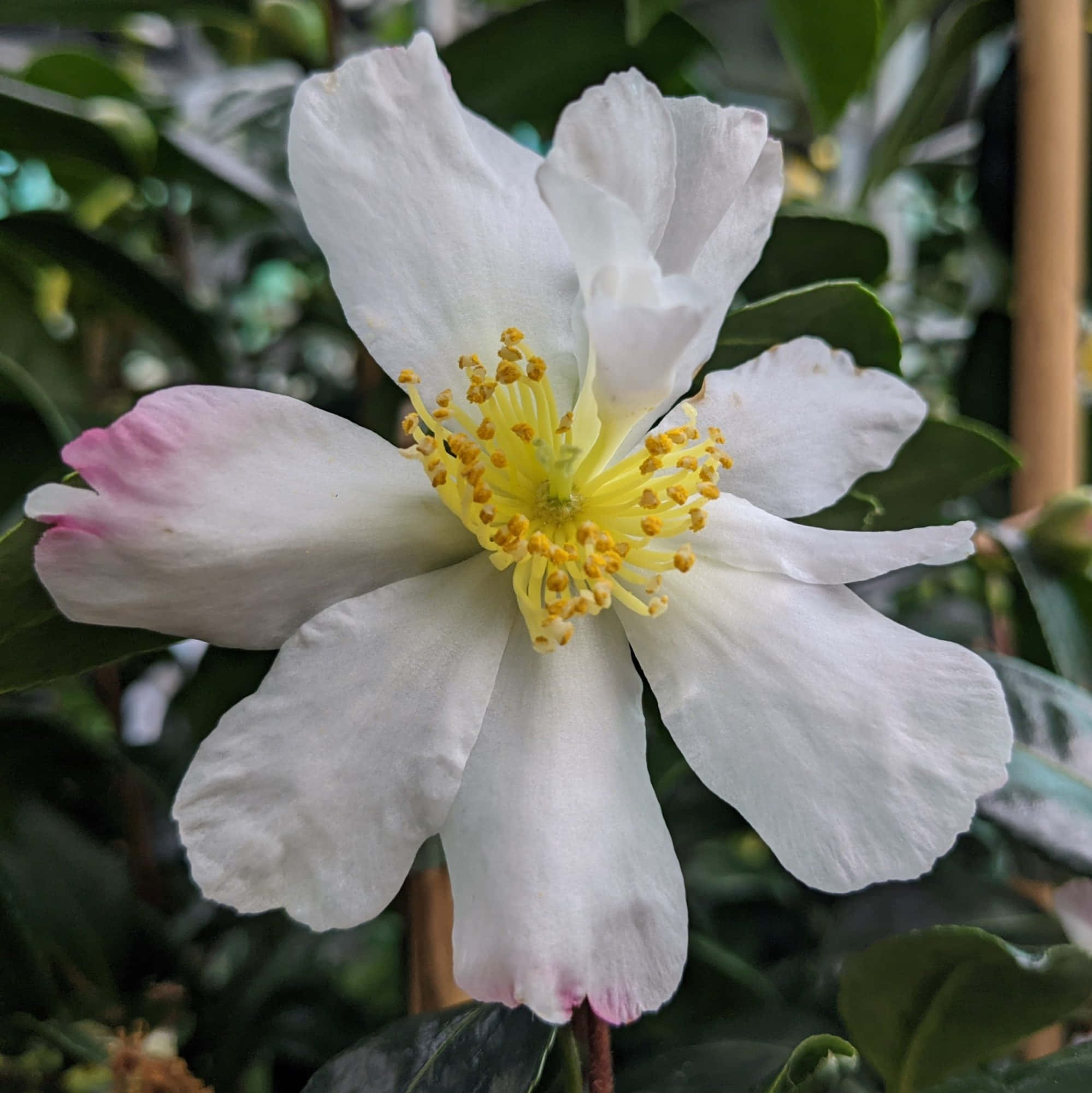 Camellia Sasanqua 桌布 壁紙 — 白色山茶花的特寫，花瓣尖端呈粉紅色，中心有鮮黃色的雄蕊，背景是茂密的綠色葉子。