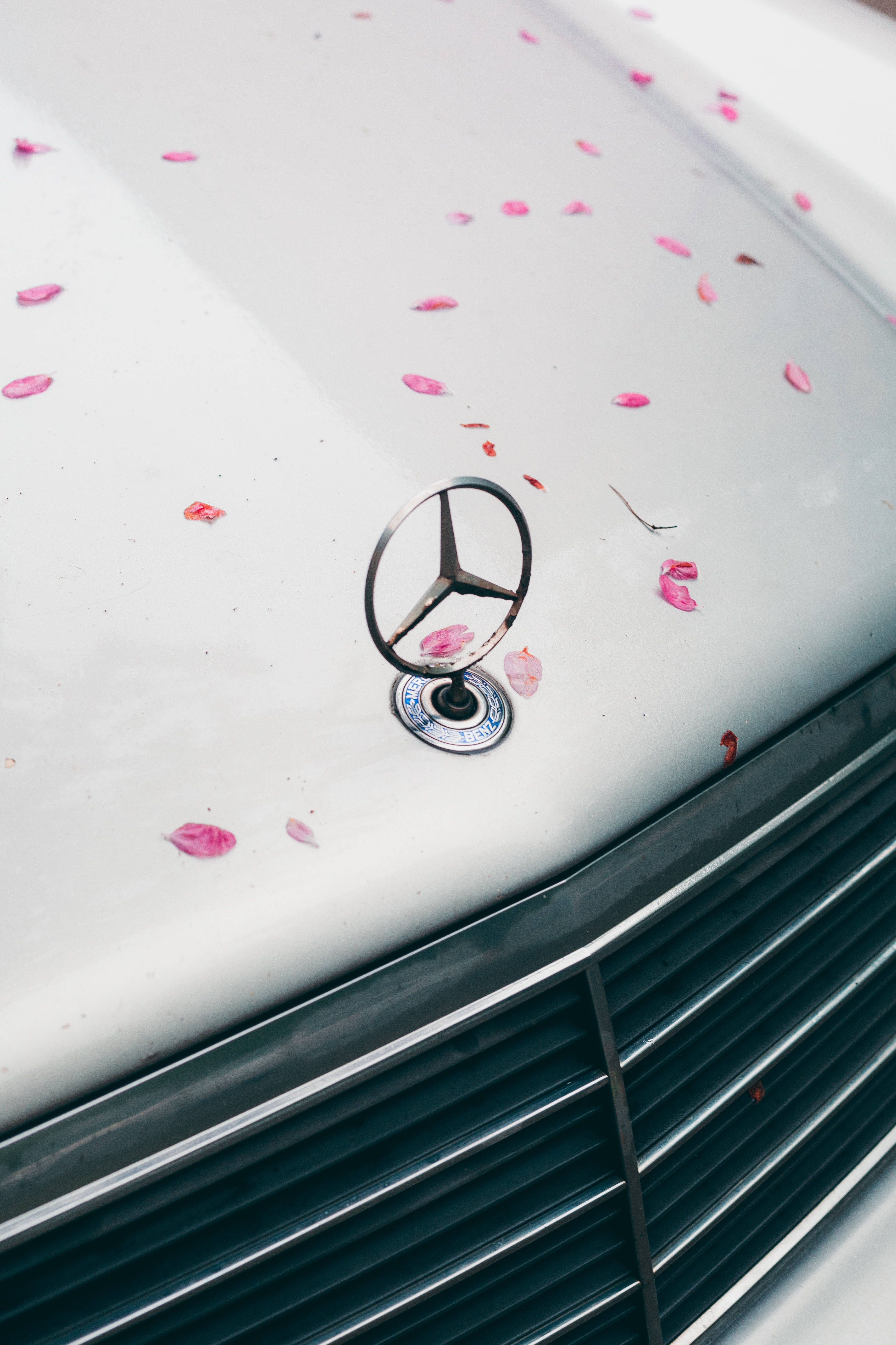 mercedes amg iPhone 桌布 壁紙 — 白色引擎蓋上散落粉紅色花瓣，環繞著經典賓士車頭標誌的特寫。