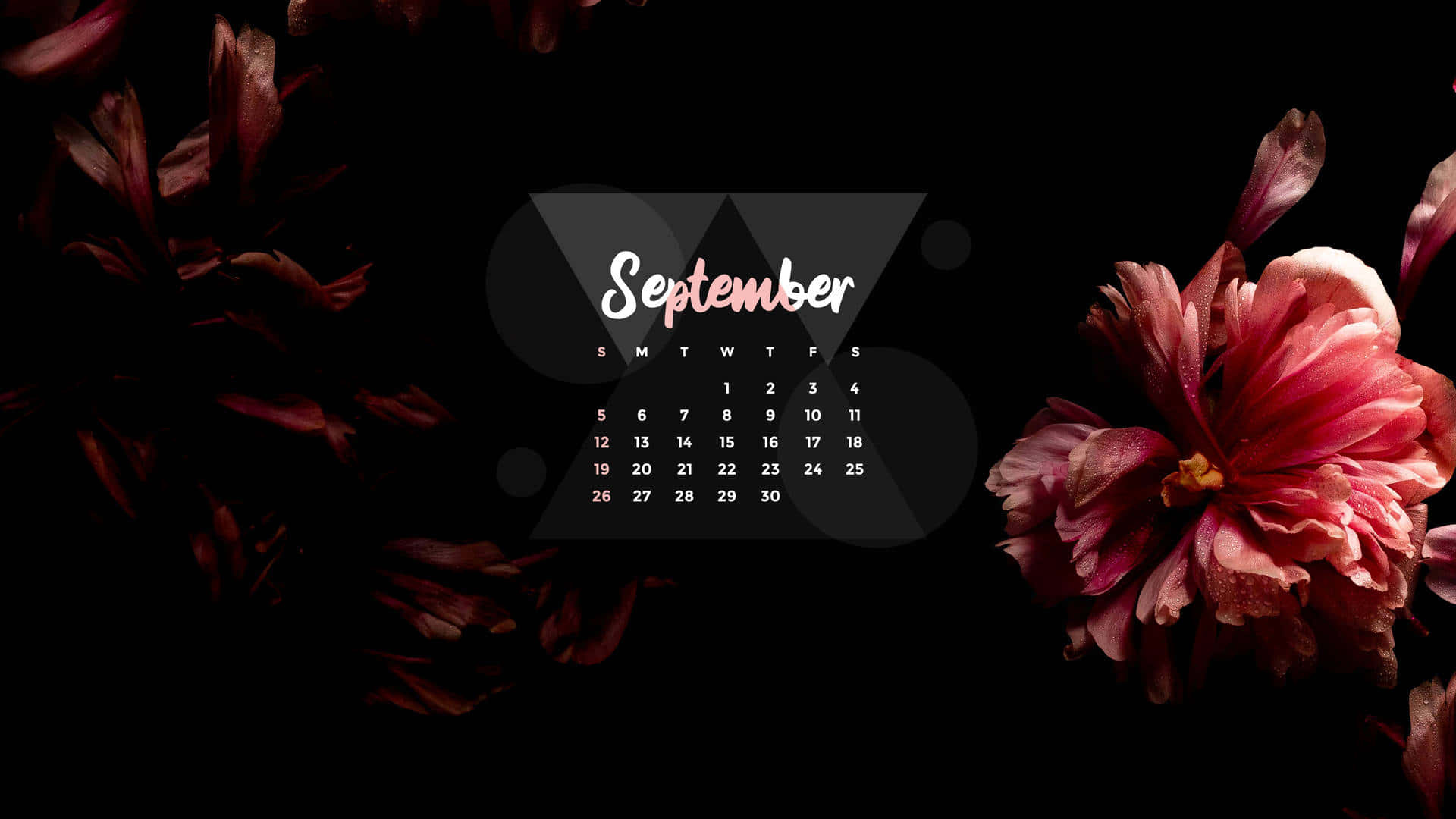 September 桌布 壁紙 — 白色手寫體的九月日曆漂浮在深色幾何形狀之上，以豐富的酒紅色和粉紅色花朵圍繞，背景為黑色。