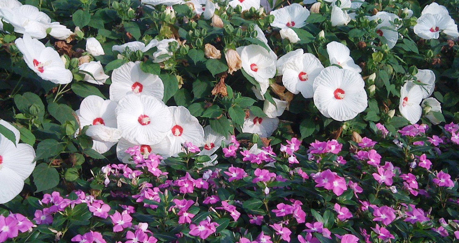 Hibiscus 桌布 壁紙 — 白色木槿花帶紅色中心，在茂密綠色葉片中盛開於鮮豔粉紅色鳳仙花地毯之上。