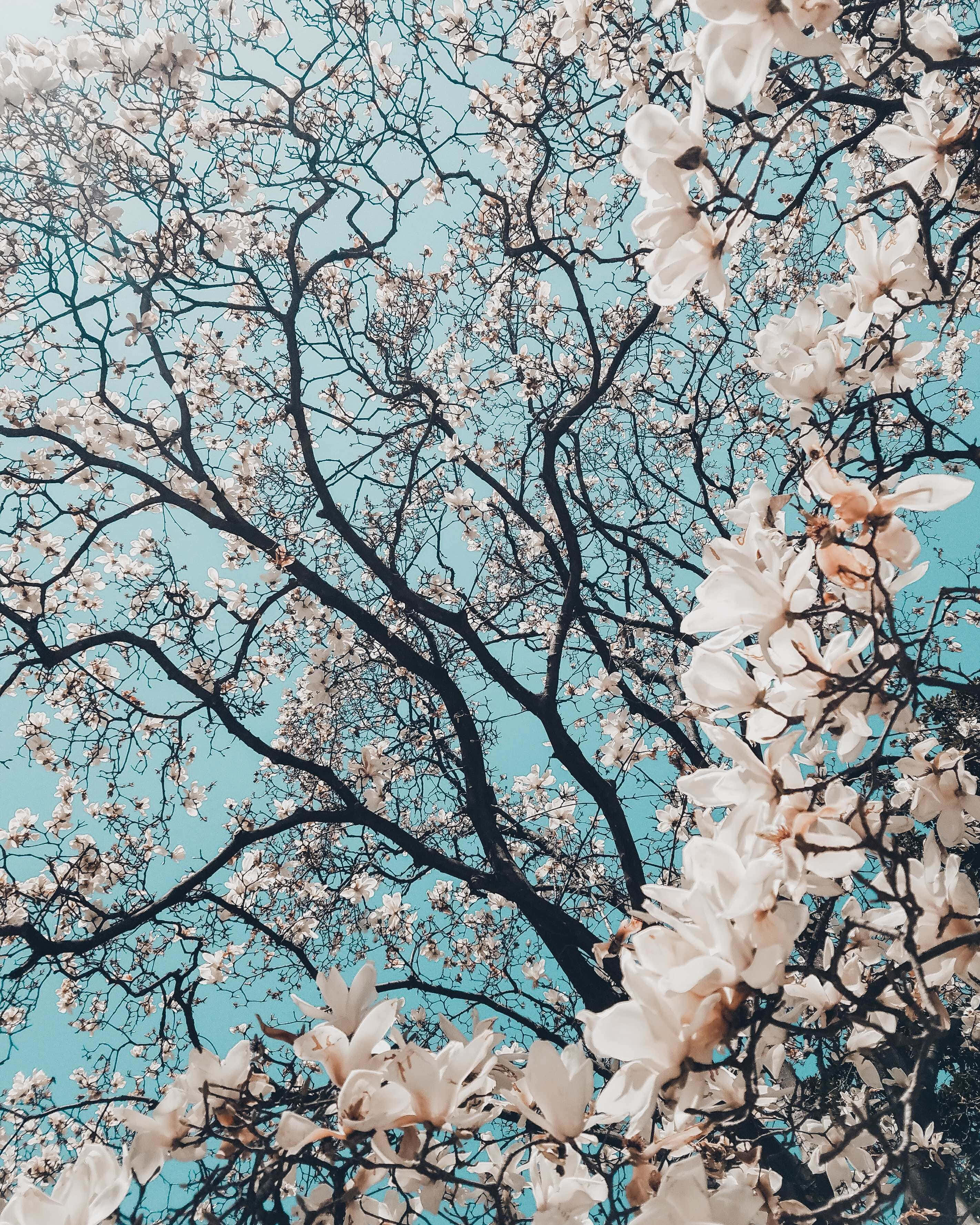 Cherry Blossom Tree 桌布 壁紙 — 白色木蘭花在晴朗的藍天下，在深色樹枝上盛開，呈現充滿活力的春天景象。