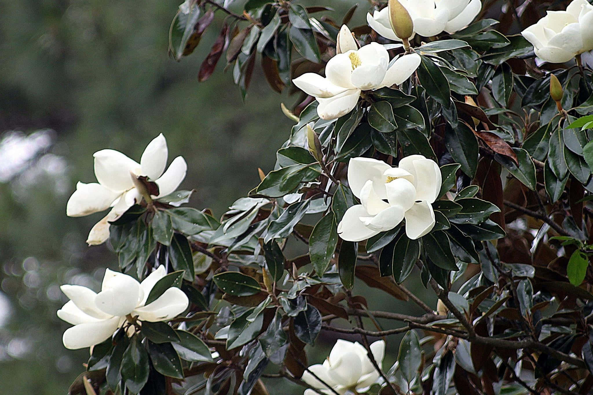 Magnolia 桌布 壁紙 — 白色木蘭花在柔和自然光下，於樹枝上閃亮的深綠色葉子間盛開。