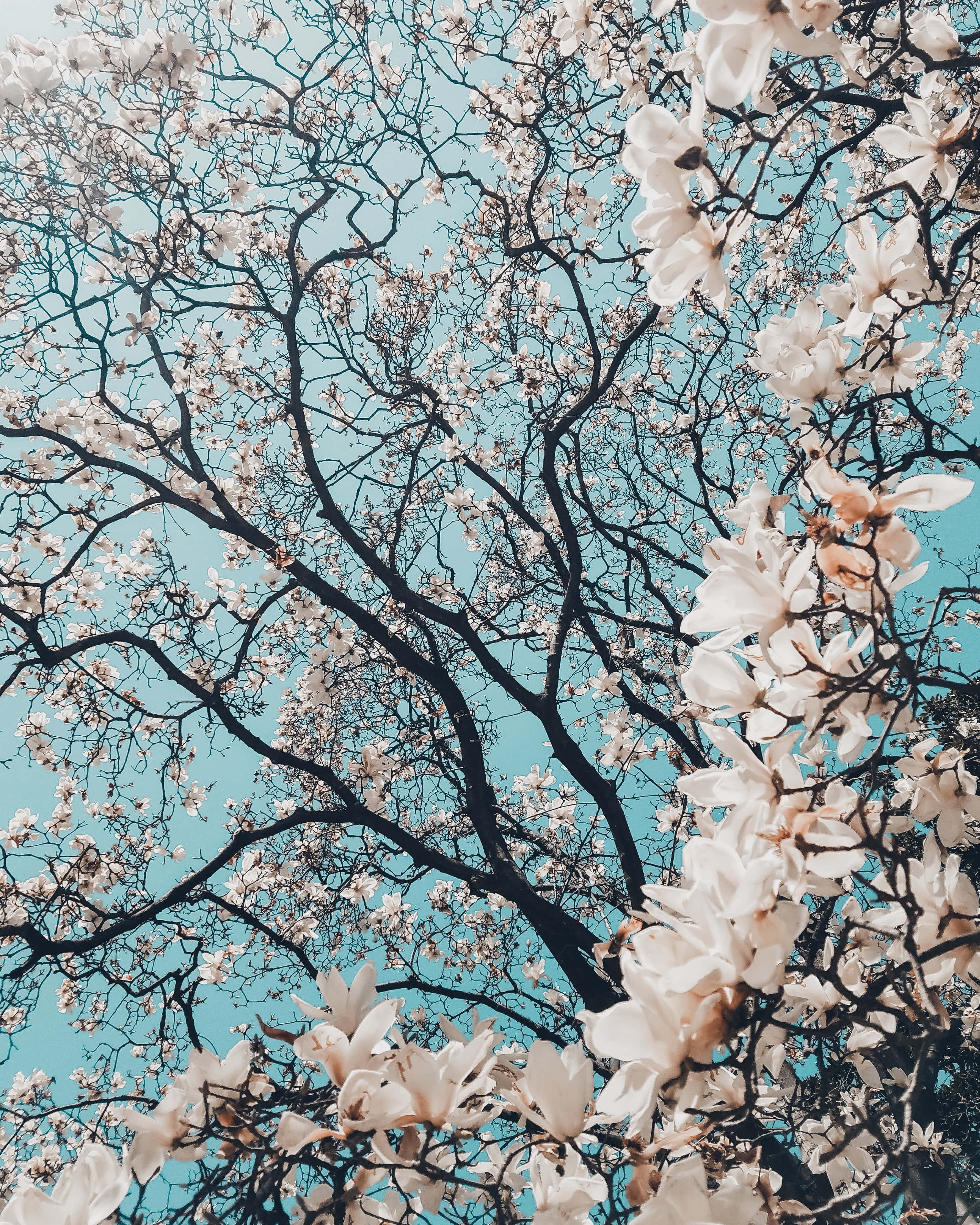 iPhone 桌布 壁紙 — 白色木蘭花在深色樹枝上盛開，映襯著充滿活力的綠松色天空。
