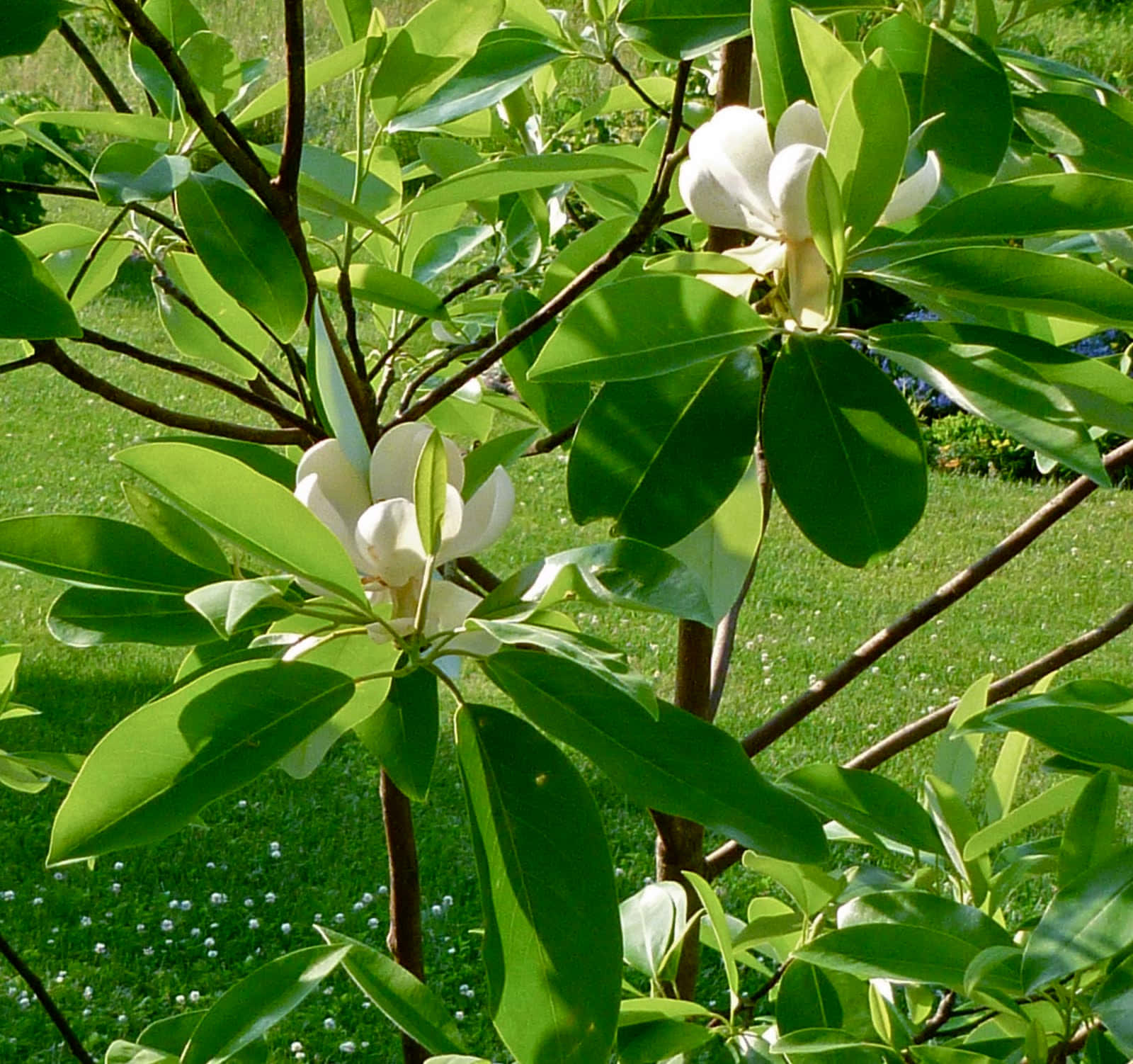 Magnolia 桌布 壁紙 — 白色木蘭花在陽光明媚的日子裡，在長滿草的花園中，在光亮的綠葉間盛開。