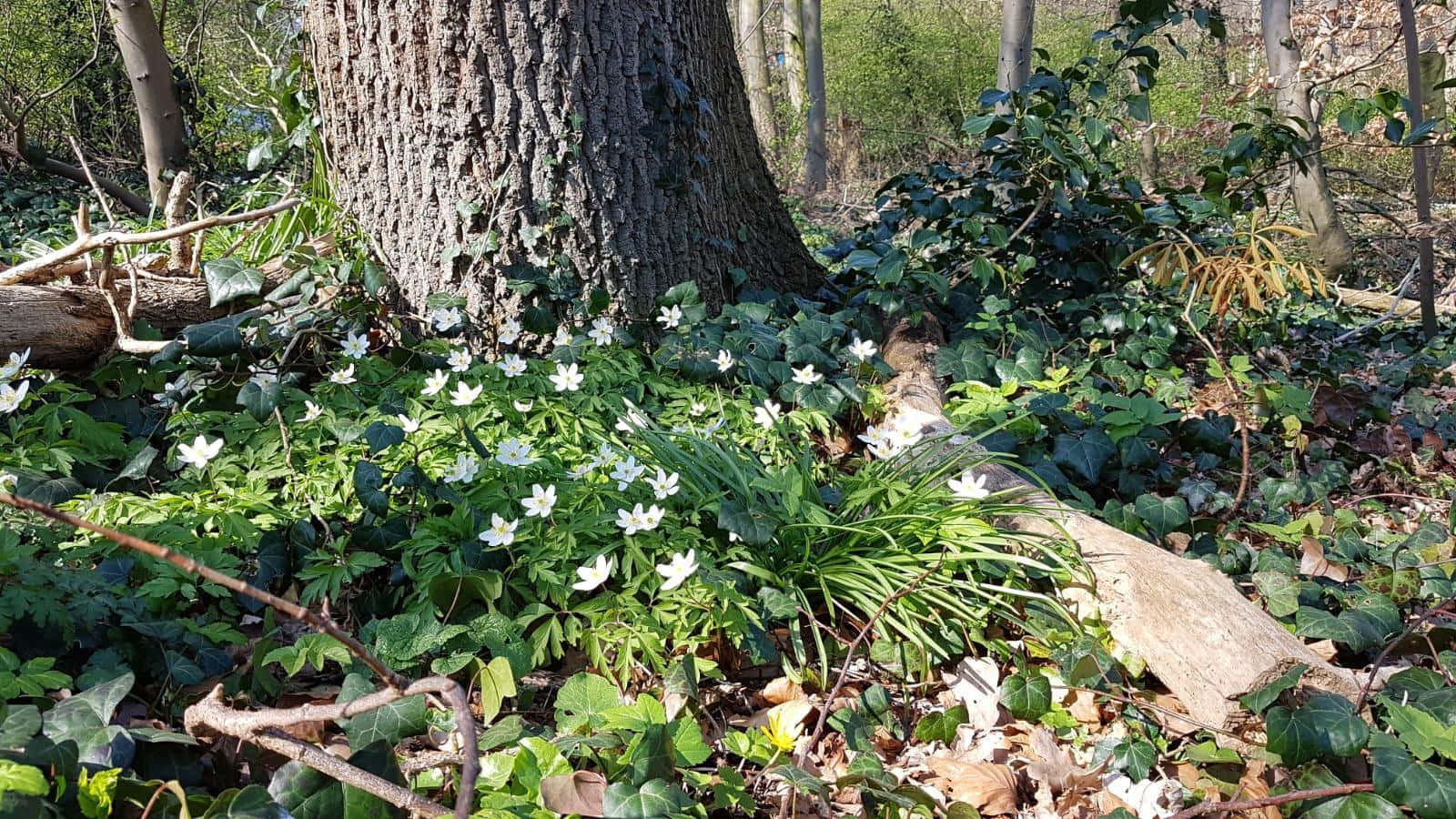 田園美學動圖 桌布 壁紙 — 白色林銀蓮花在陽光普照的森林中，在長滿苔蘚的樹幹底部，在茂密的綠色常春藤和落葉之間燦爛盛開。