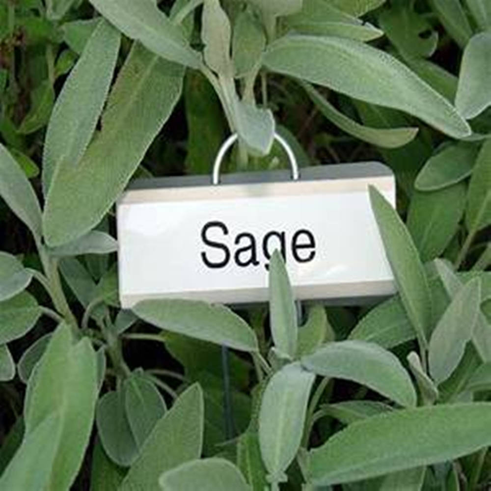 Green Leaves 桌布 壁紙 — 白色植物標籤的特寫，上面寫著「Sage」，藏在柔軟的銀綠色鼠尾草葉子中。