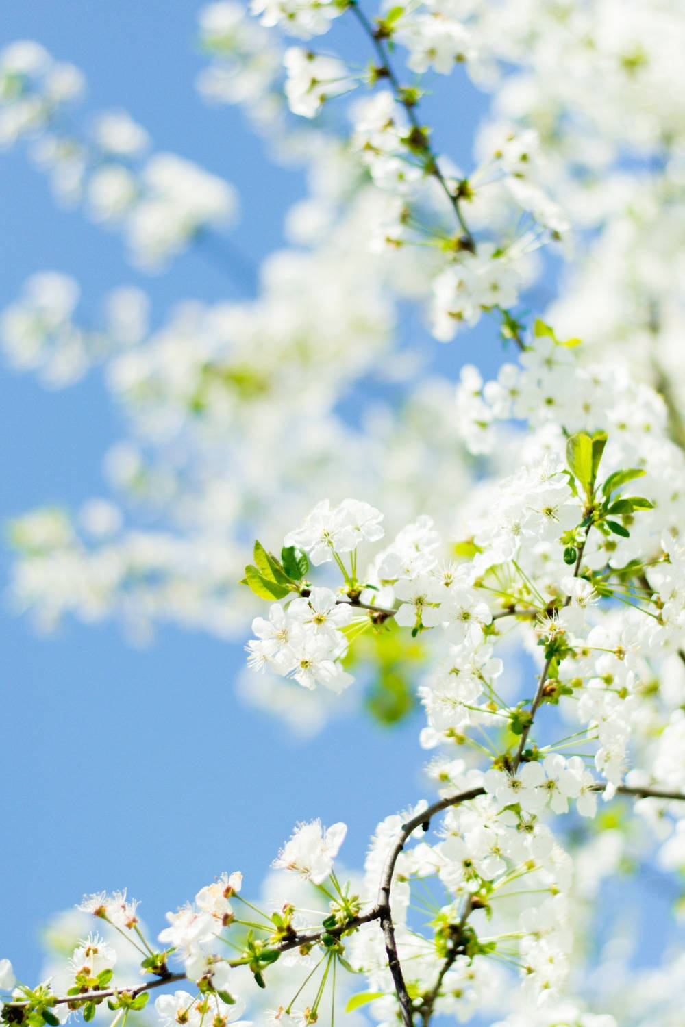 Aesthetic Spring 桌布 壁紙 — 白色櫻花在晴朗的藍天下，於明亮的陽光中密集地盛開在樹枝上。