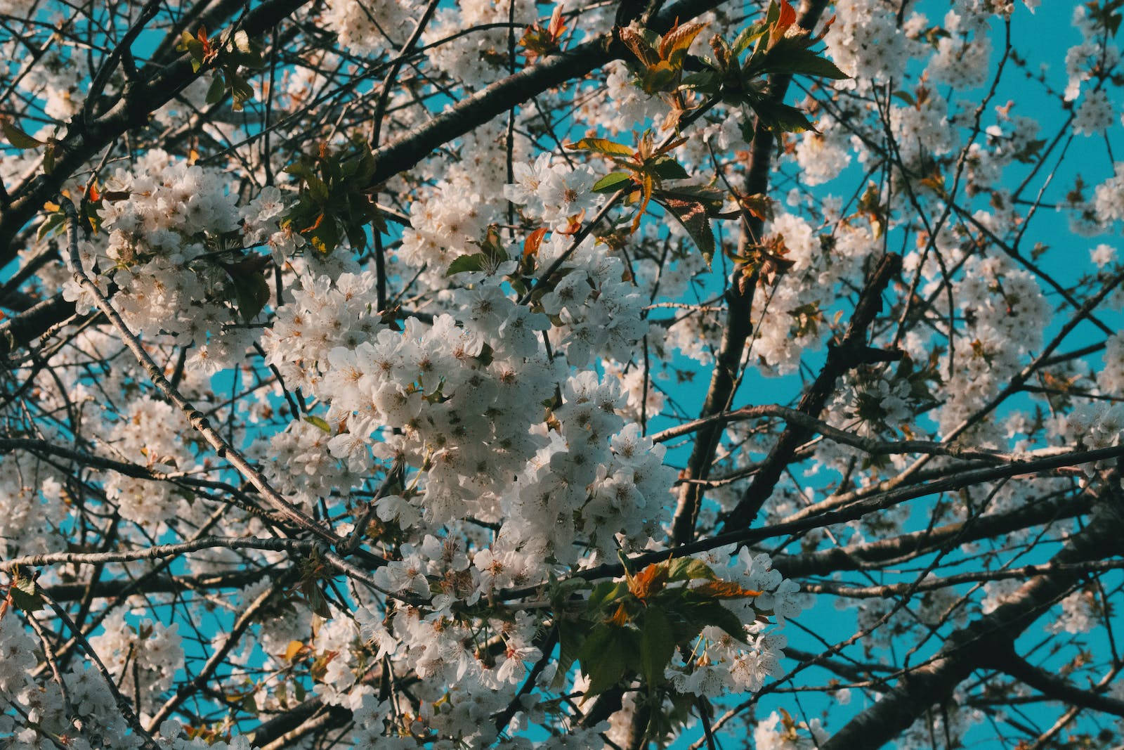 花朵 4K 桌布 壁紙 — 白色櫻花在深色樹枝上密集綻放，映襯著鮮豔的藍天。