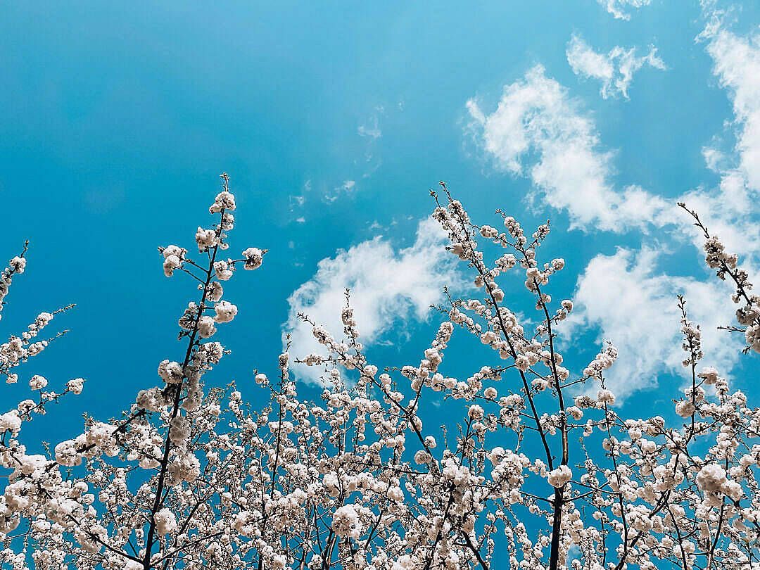 藍色美學 桌布 壁紙 — 白色櫻花在藍天白雲下盛開，天空湛藍，雲朵蓬鬆。