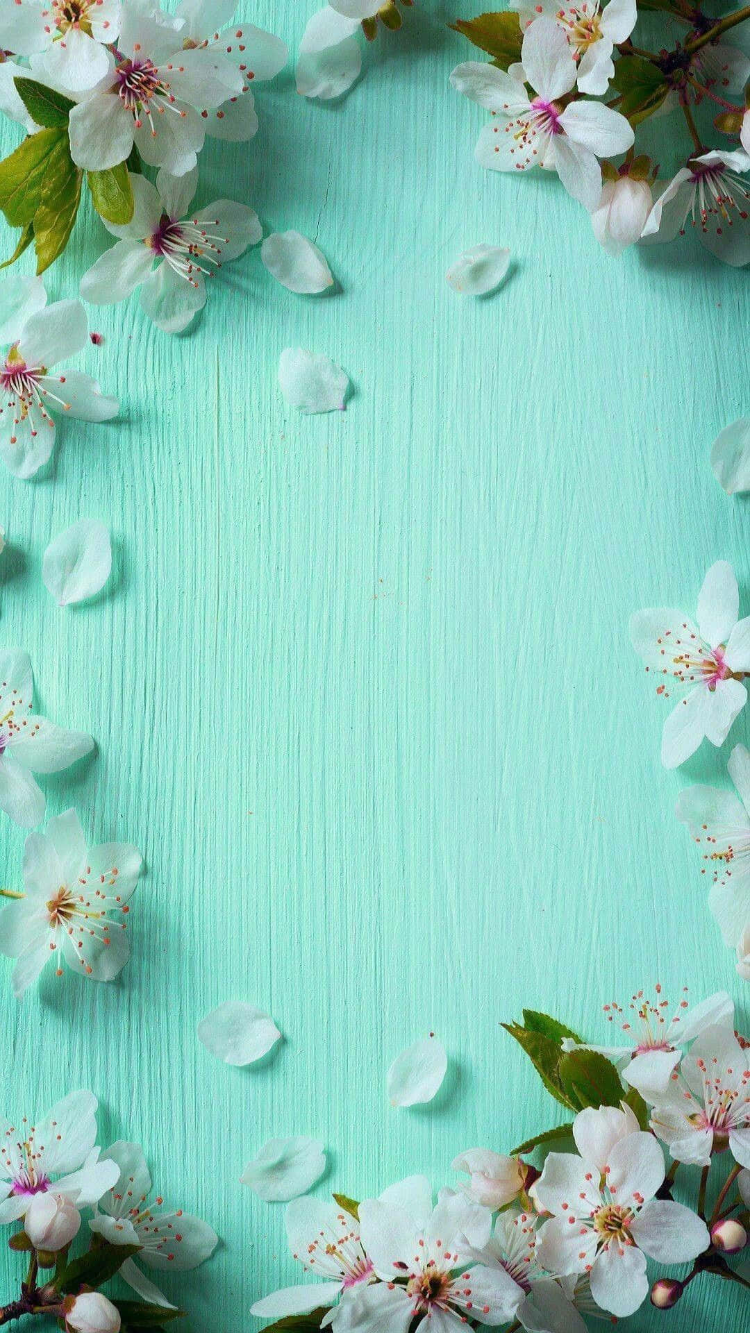 Cute Spring iPhone 桌布 壁紙 — 白色櫻花帶有粉紅色雄蕊，框住一個藍綠色木質表面，上面散落著花瓣。