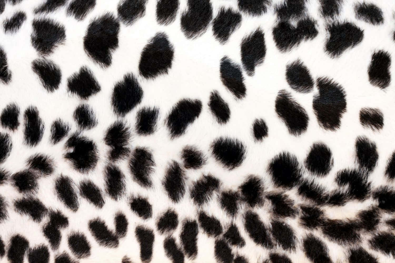 White Leopard Print 桌布 壁紙 — 白色毛茸茸表面的特寫，上面有散落的黑色斑點，類似動物印花紋理。