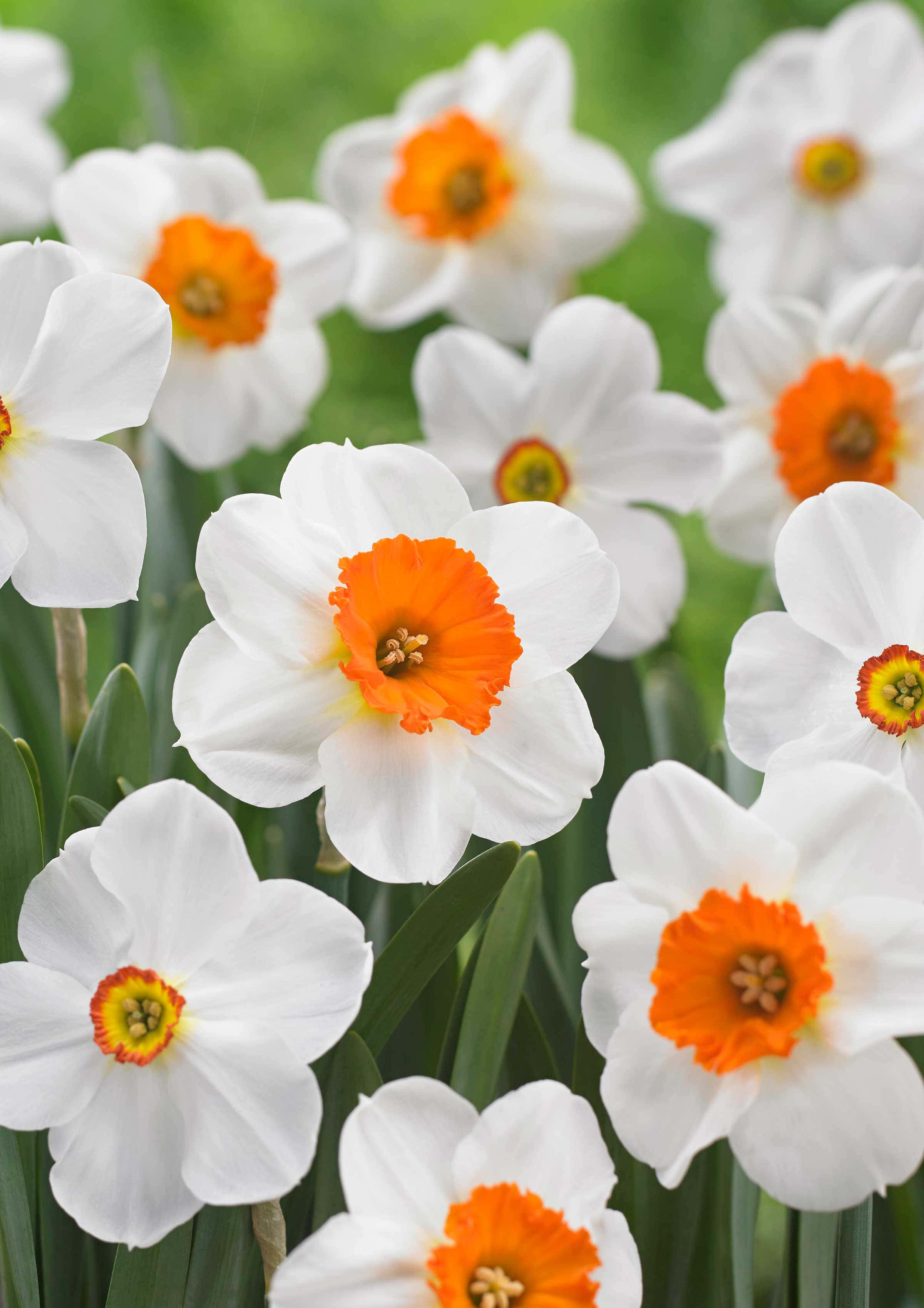 Daffodil 桌布 壁紙 — 白色水仙花帶有鮮豔的橙色中心，在柔和的綠色背景下密集綻放。