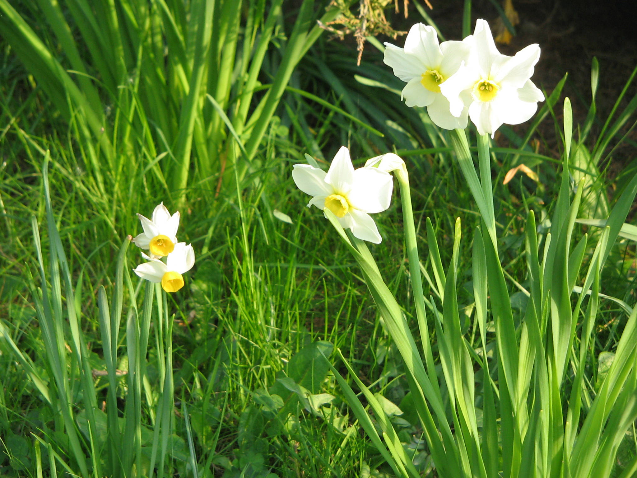 Narcissus 桌布 壁紙 — 白色水仙花帶有黃色中心，在明亮的陽光下於充滿活力的綠草中盛開。