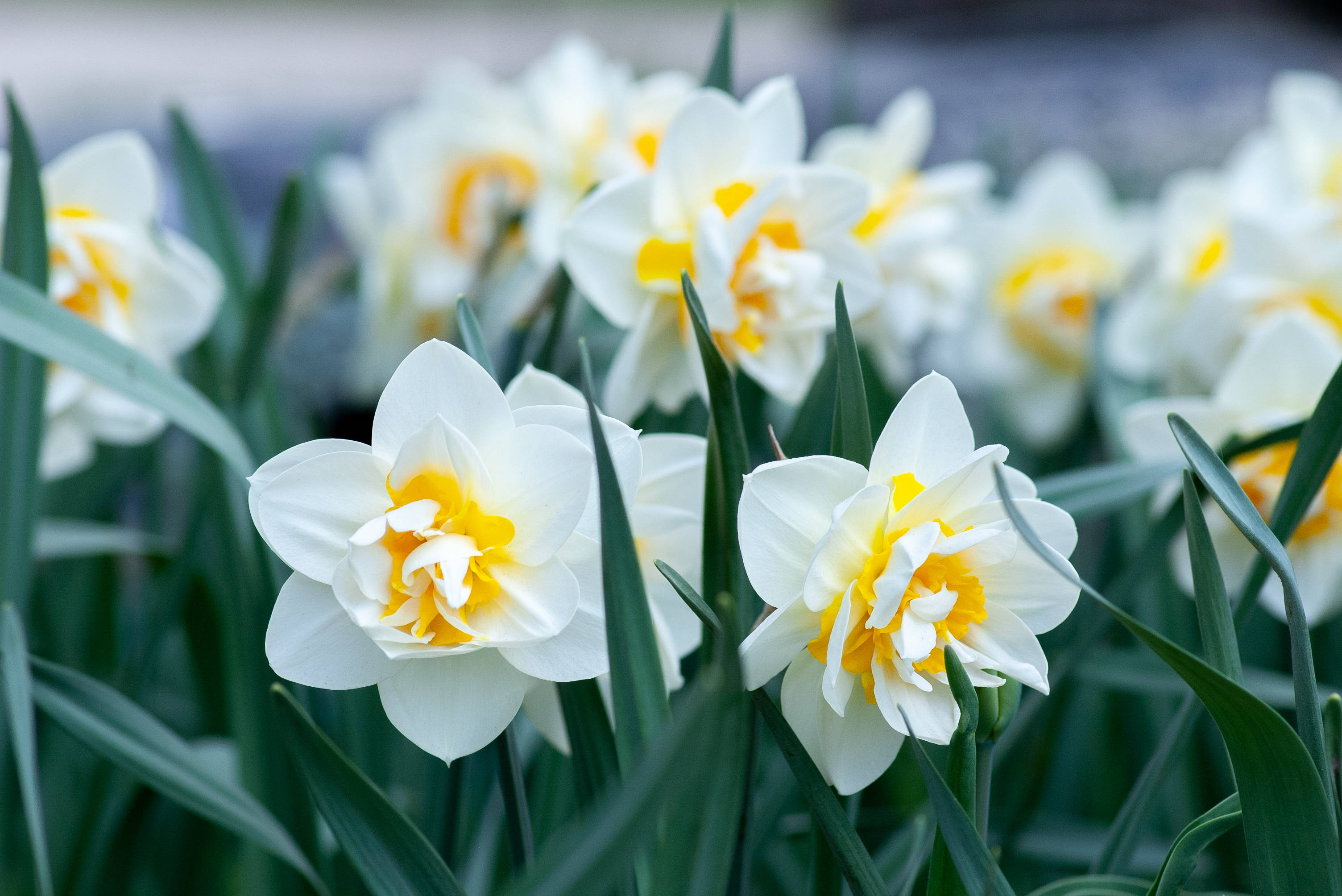 Daffodil 桌布 壁紙 — 白色水仙花特寫，嬌嫩花瓣，亮黃色花心，在茂盛綠葉中盛開。