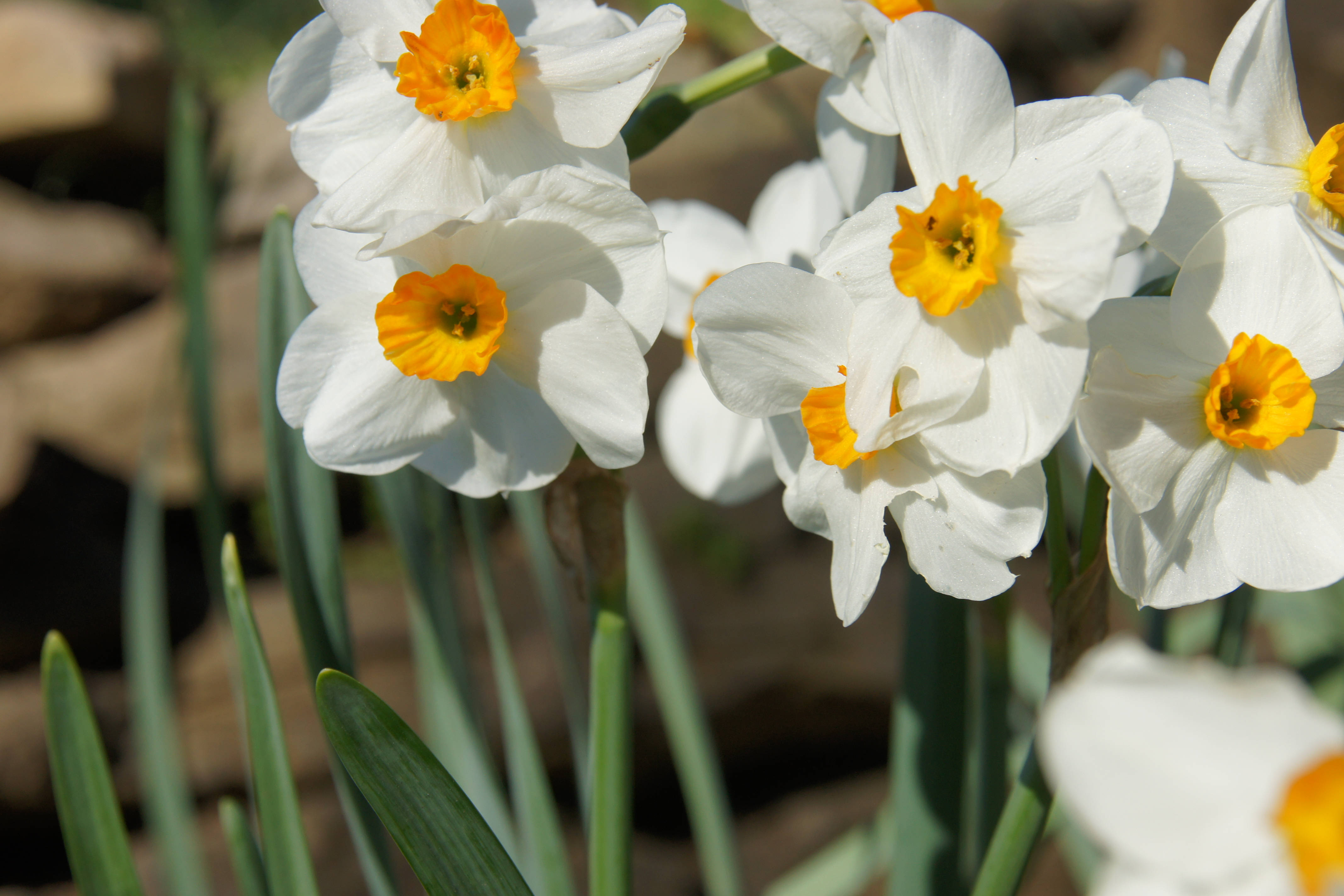 Daffodil 桌布 壁紙 — 白色水仙花特寫，帶有鮮黃色花心，在柔和陽光下盛開，綠莖襯托。